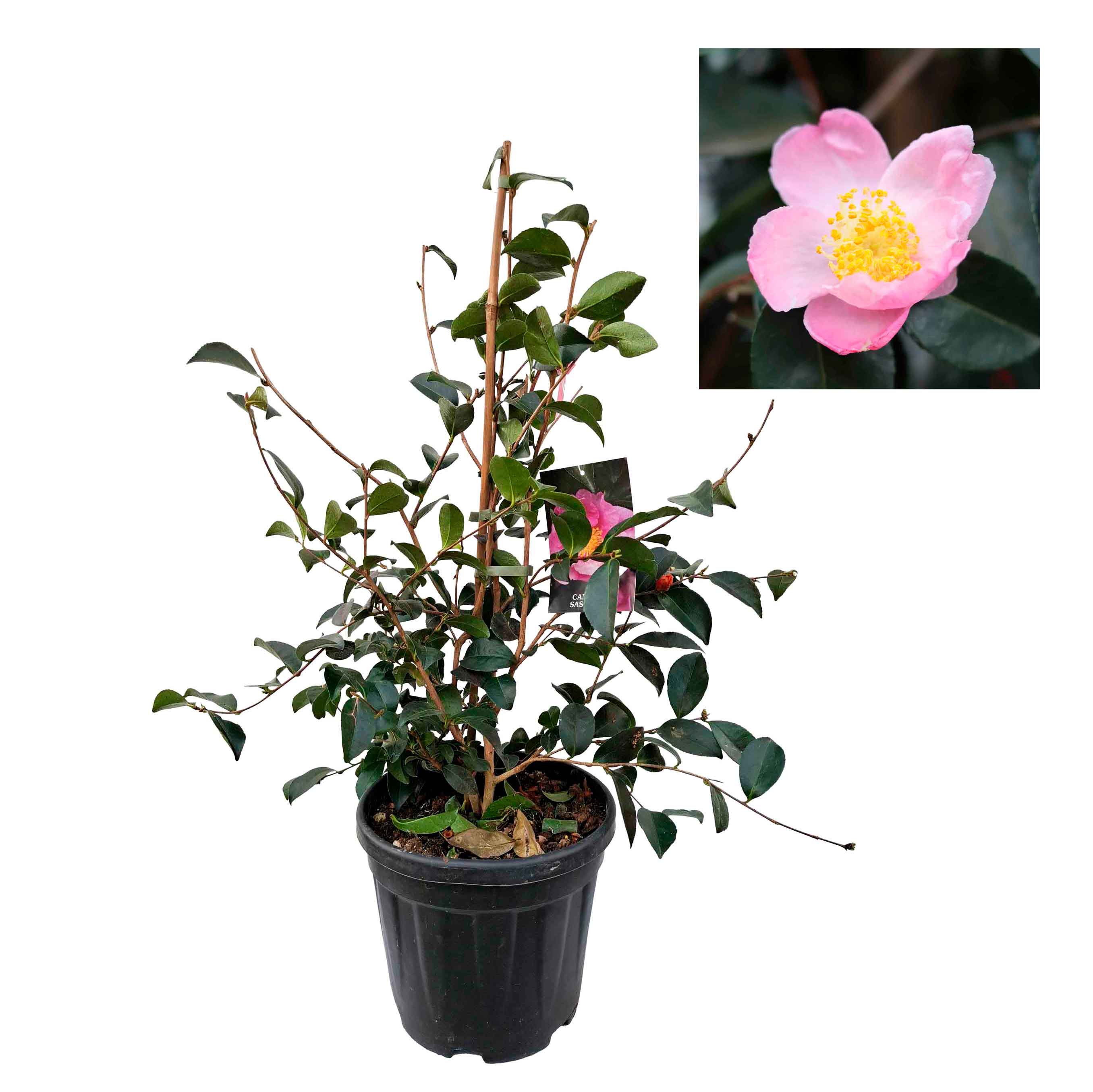 Camellia sasanqua h. 100 vas 10 lt Plantation Pink