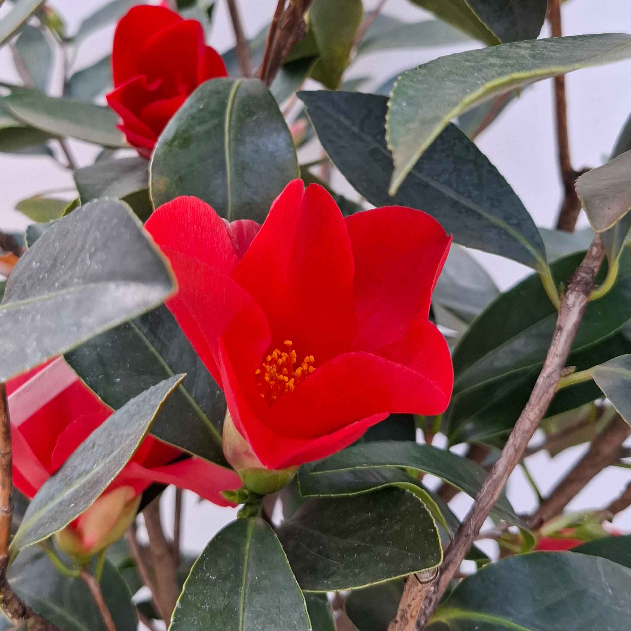 Camellia '1001 Summer Night' 20 l