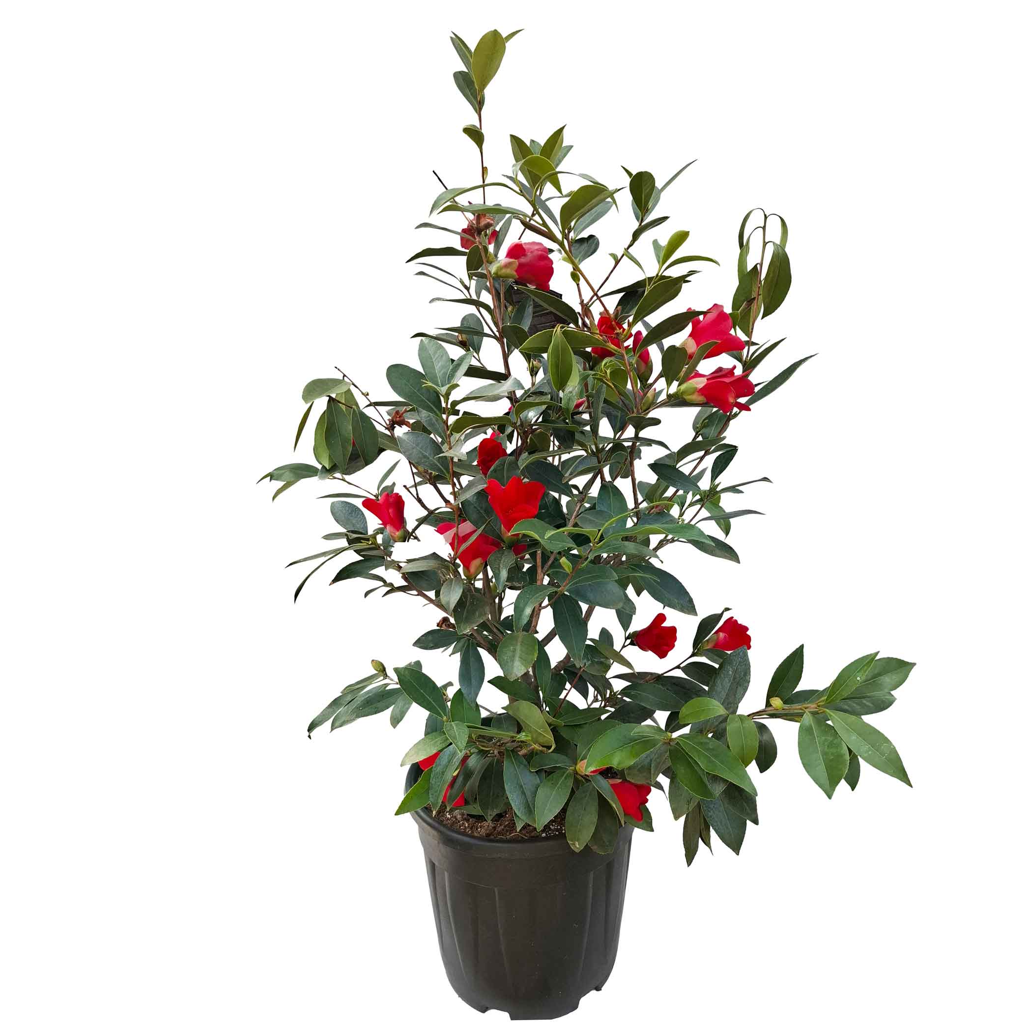 Camellia '1001 Summer Night' 20 l
