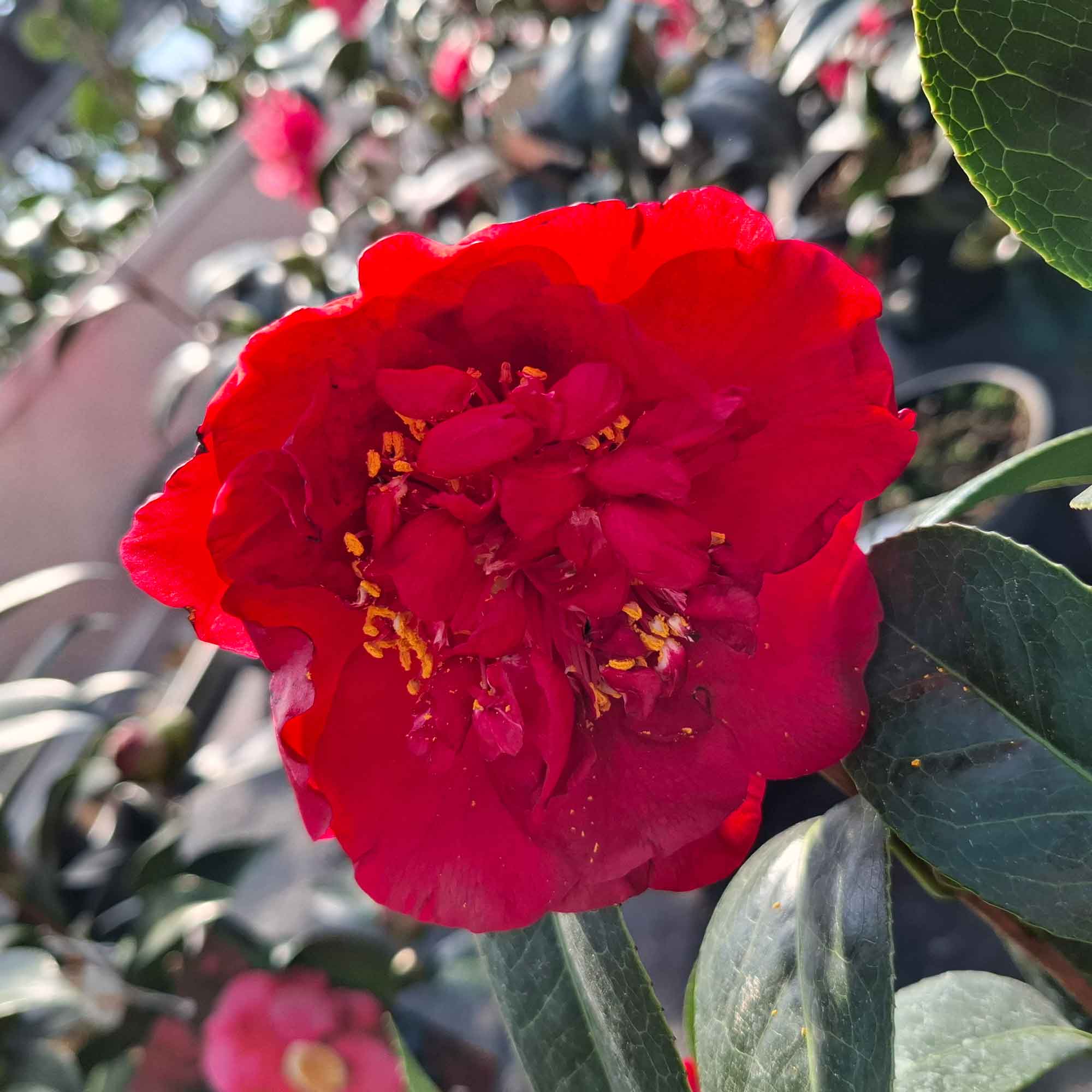 Camellia japonica Bob Hope 4.5L