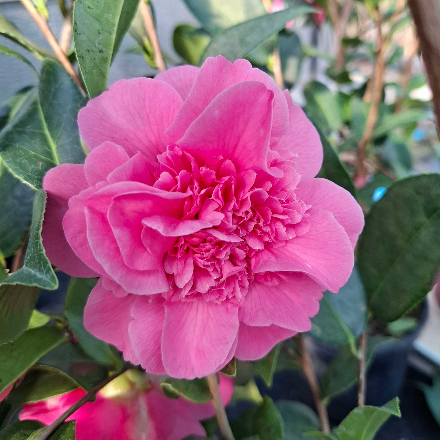 Camellia japonica 'Debbie'