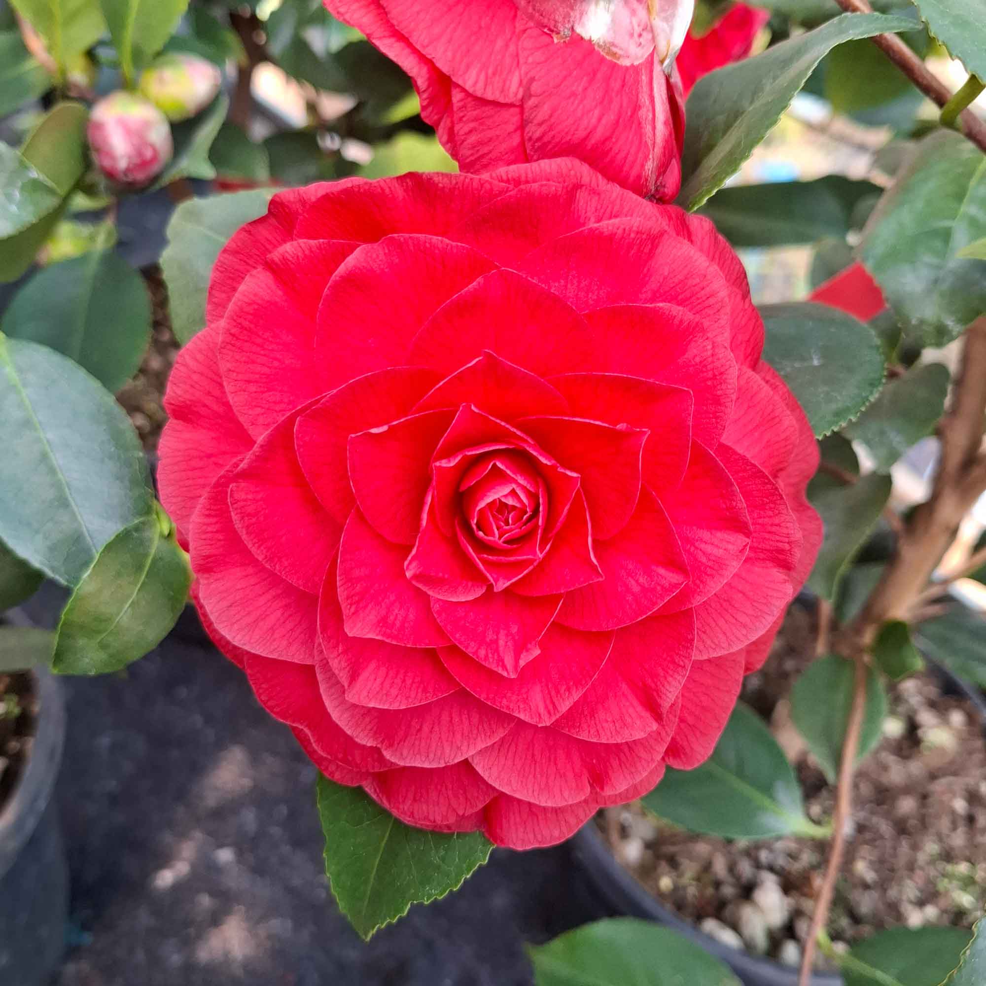 Camellia japonica 'Nuccio's Red'