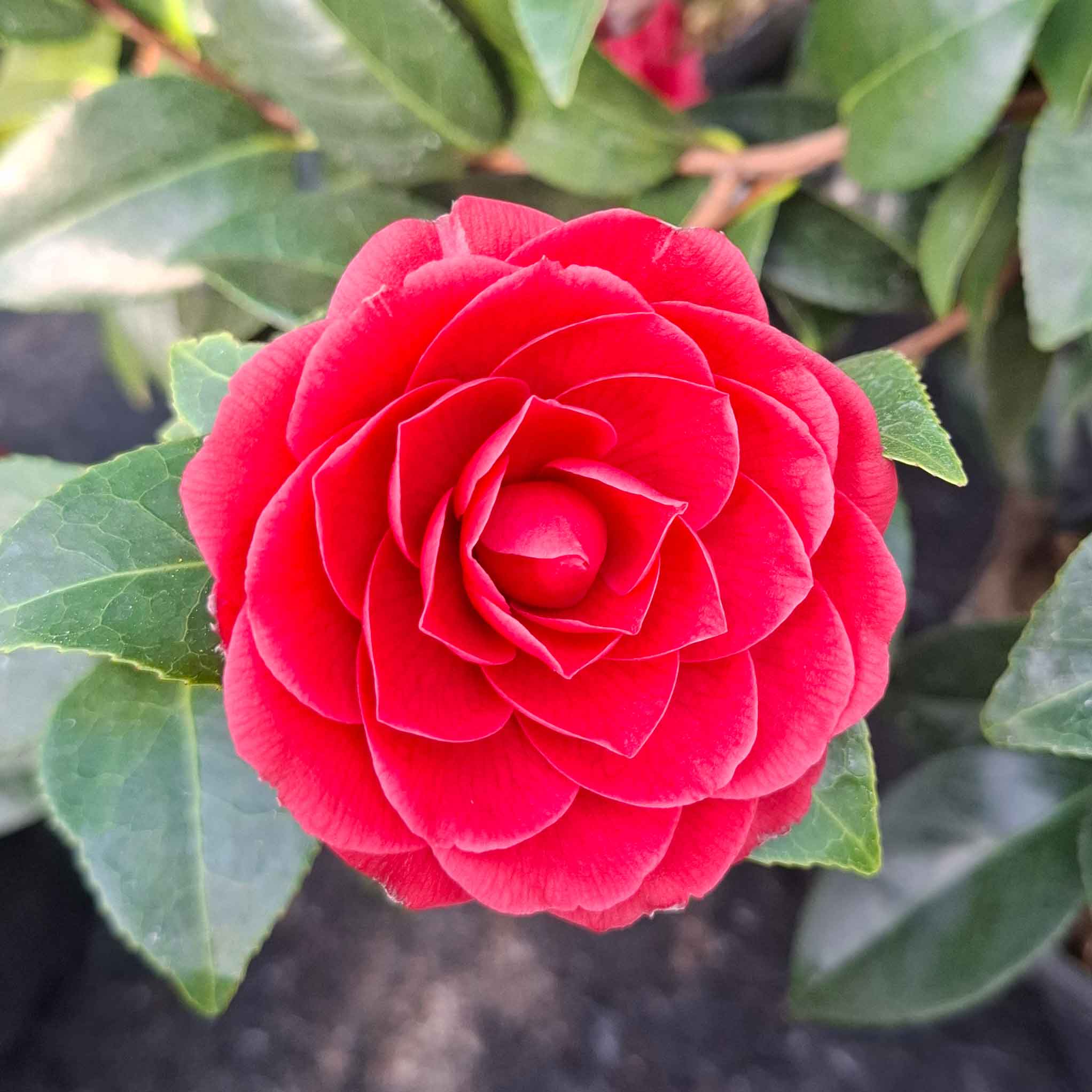 Camellia japonica 'Black Lace' 4.5L