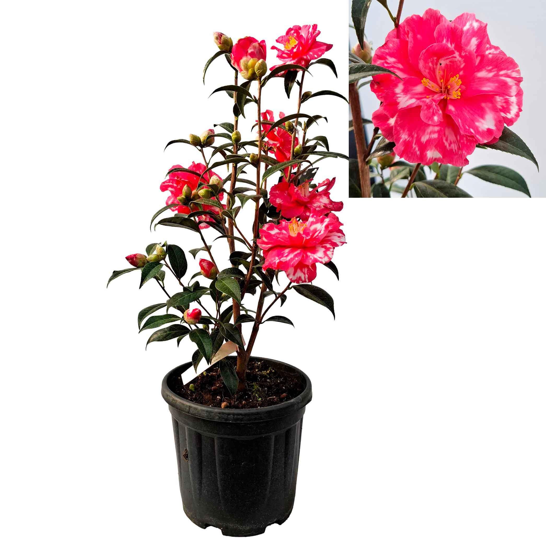 Camellia japonica Coral Delight C4,5