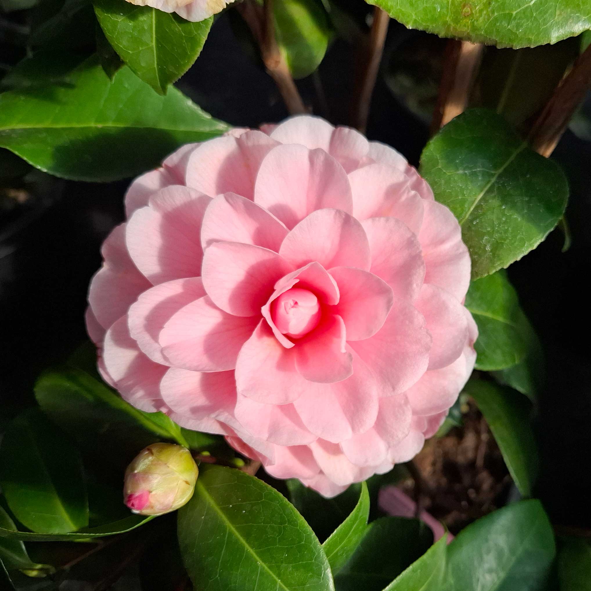 Camellia japonica 'Nuccios Cameo' 10 l