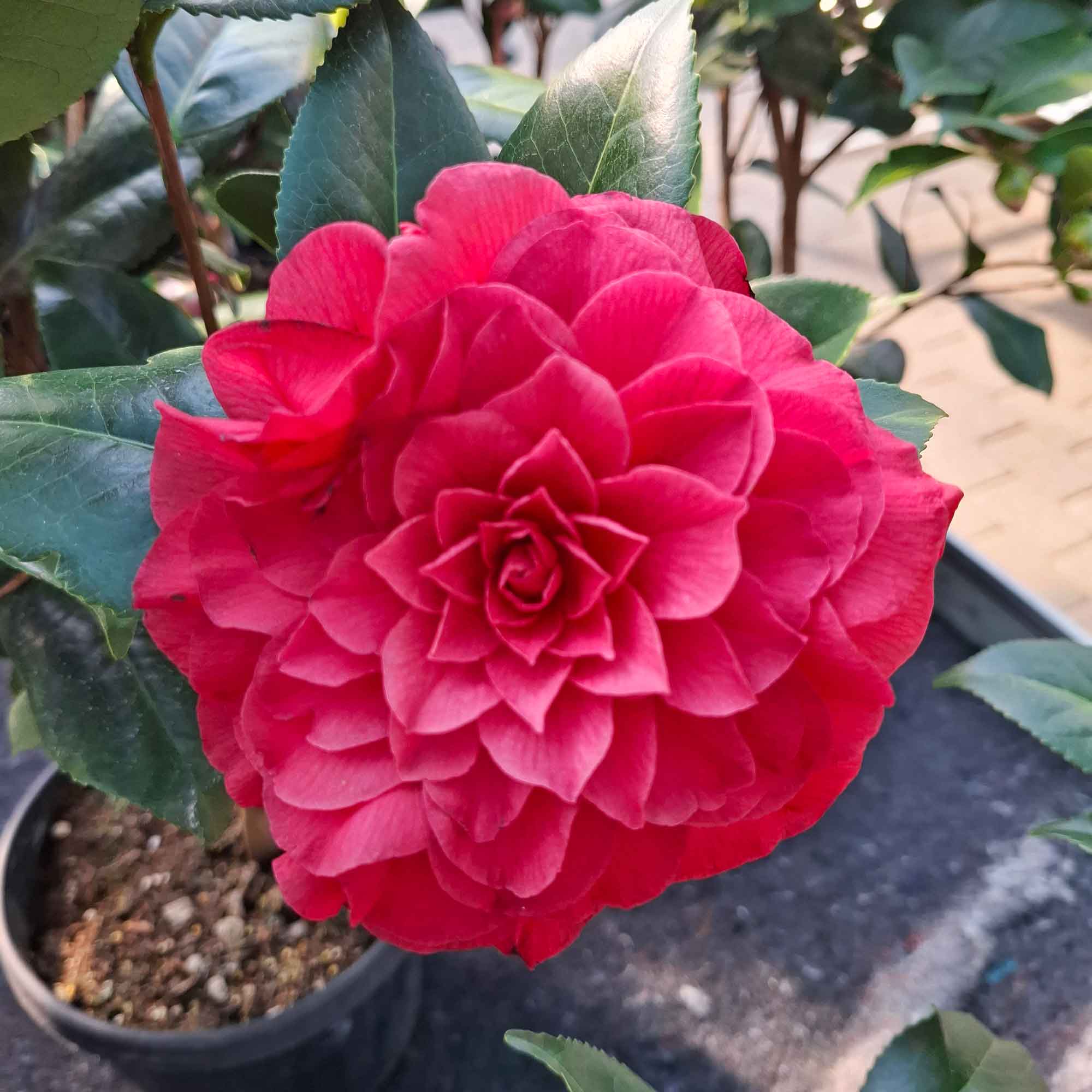 Camellia japonica 'Nuccio's Red'