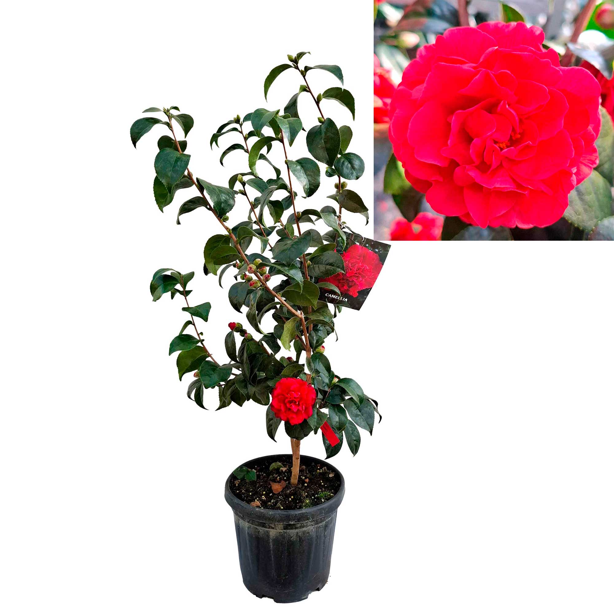 Camellia japonica h. 60 vaso 4,5 lt Kirin-no-homare