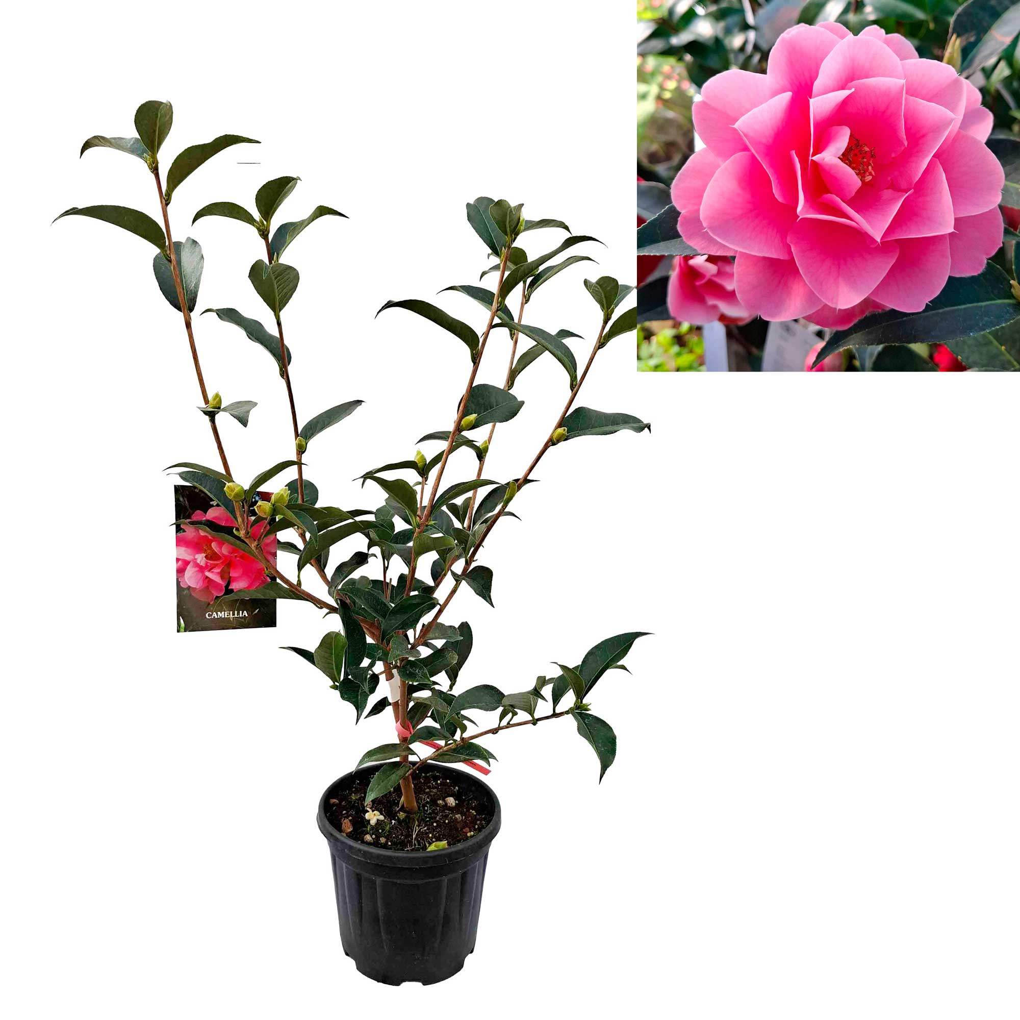Camellia japonica h. 60 vase 4.5 lt Valley Knudsen