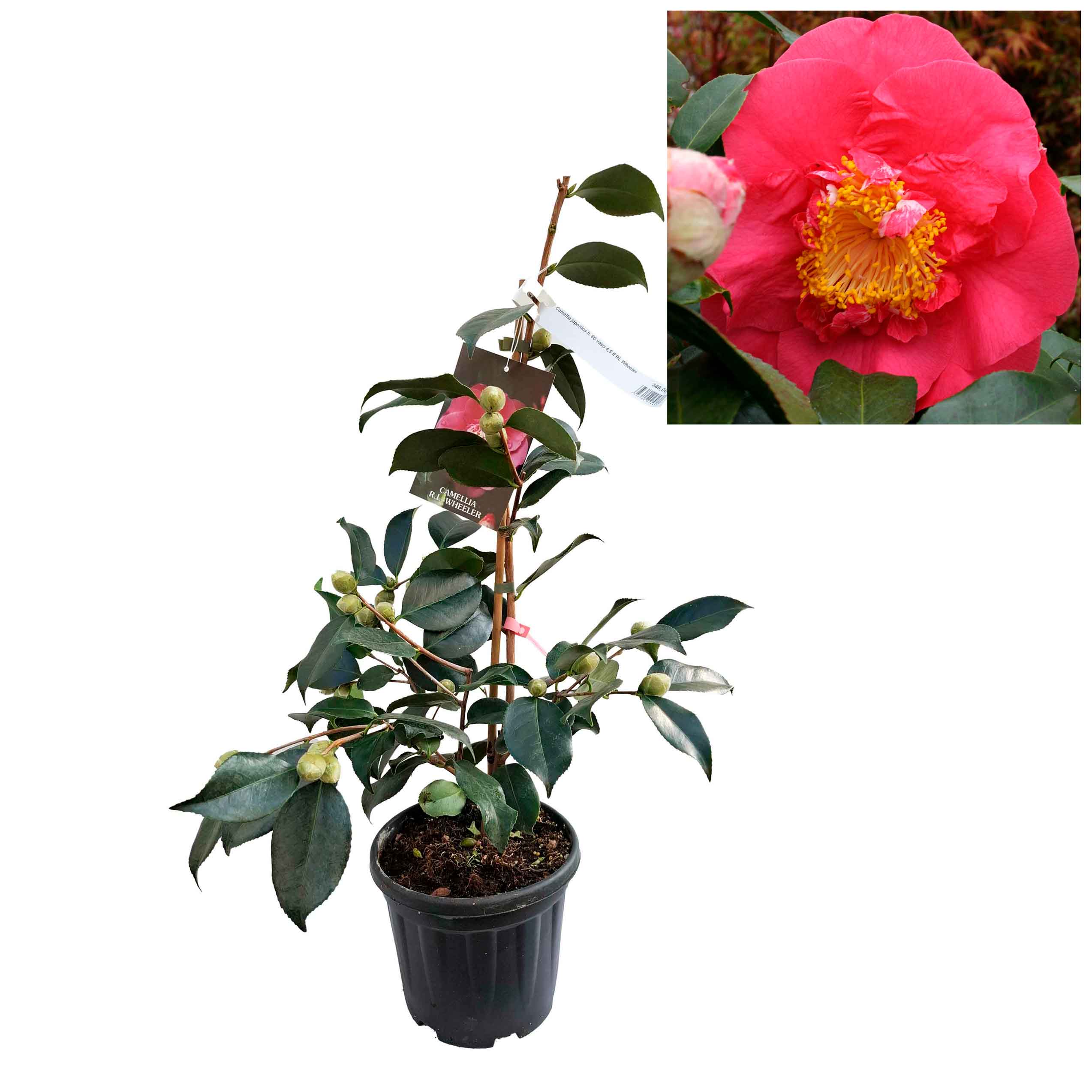 Camellia japonica h. 60 vas 4,5 lt RL Wheeler