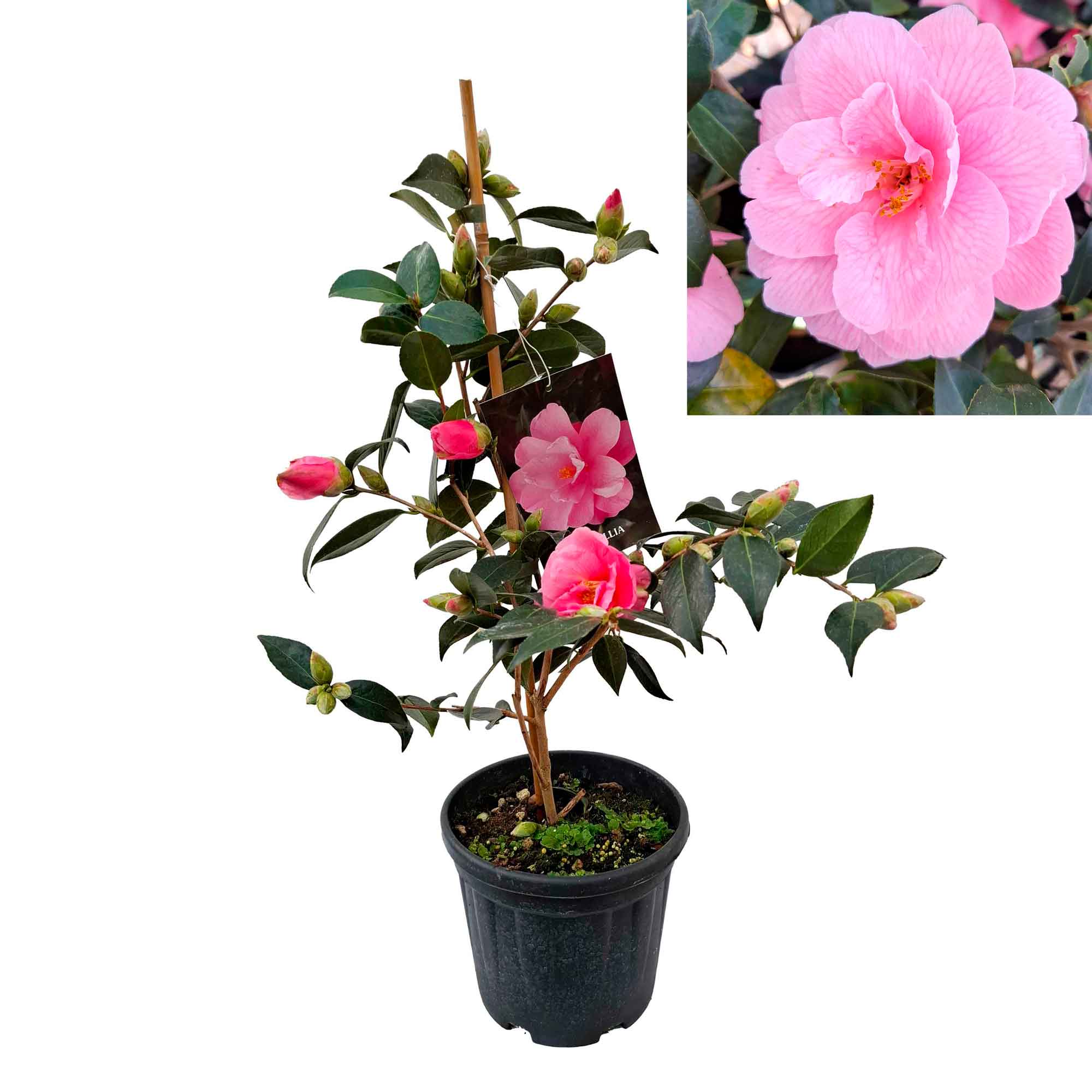Camellia - Camellia x williams 'Donation' - 4.5 l pot