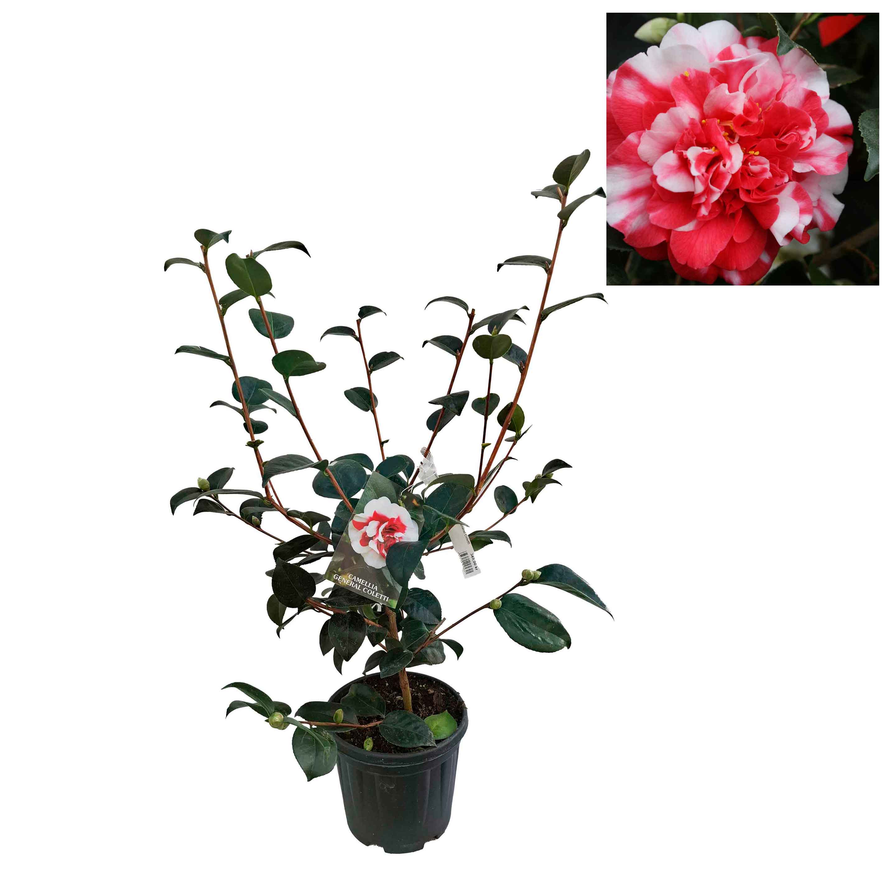 Camellia japonica h. 60 vas 4,5 lt General Coletti