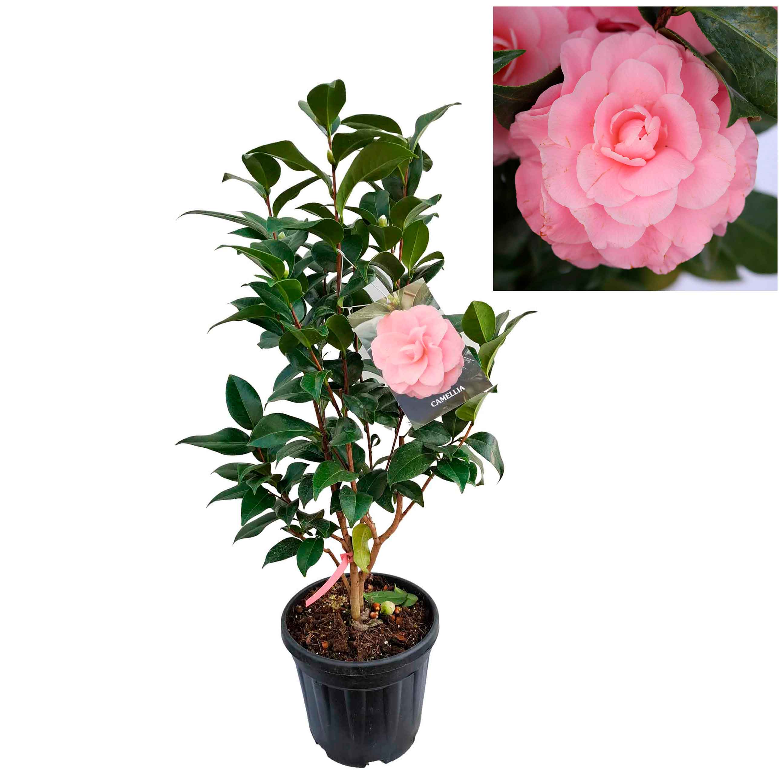 Camellia japonica h 70 vas 6 lt Nuccio's Cameo