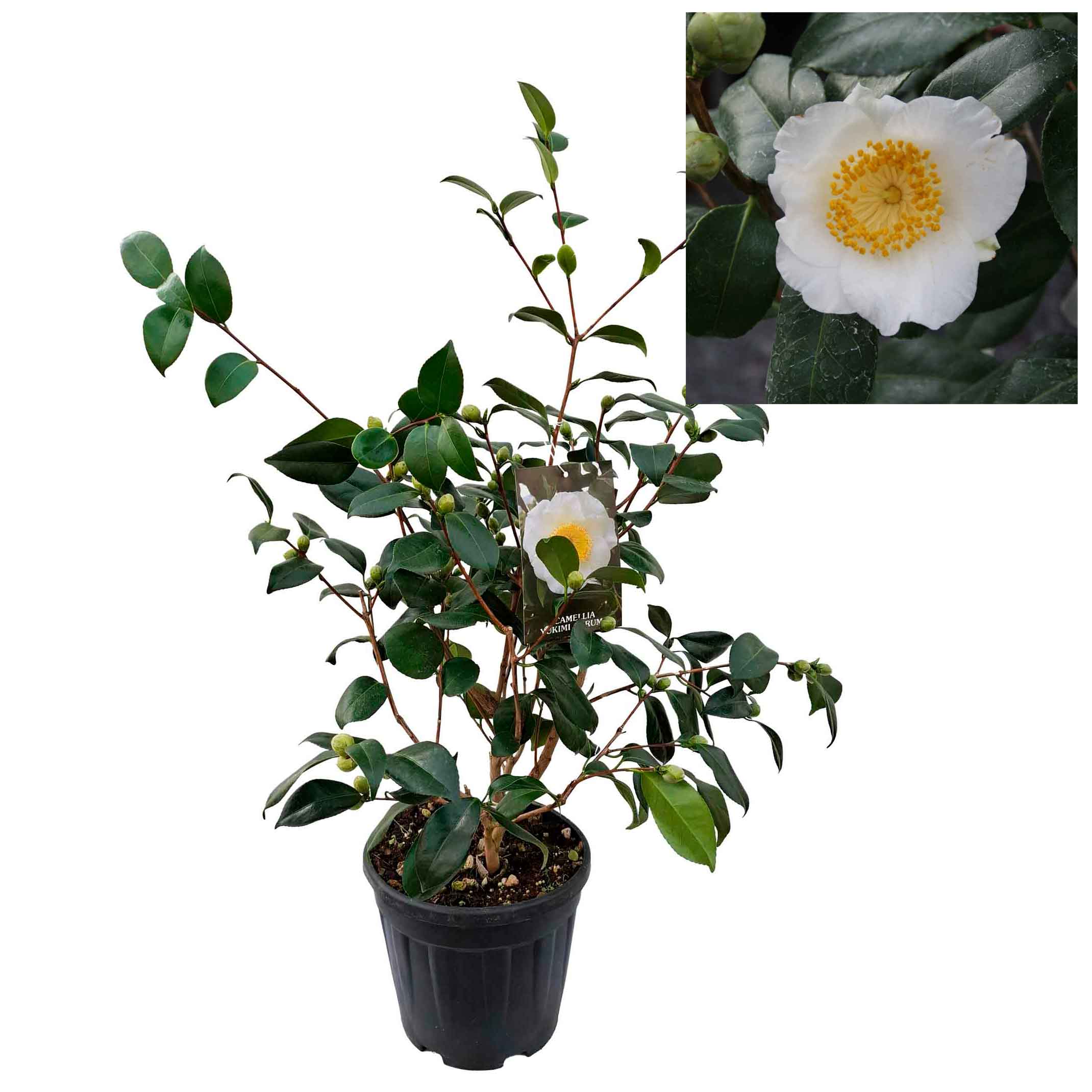 Camellia japonica h. 70 vase 6 lt Yukimiguruma
