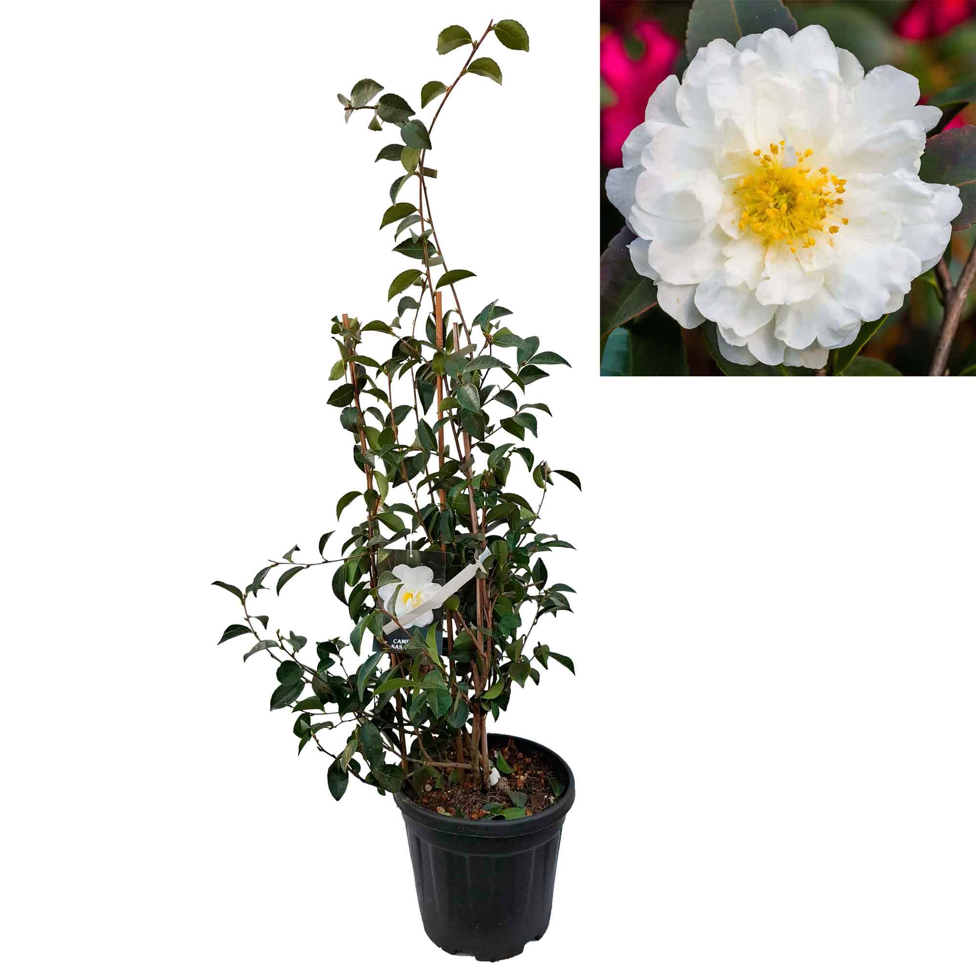 Camellia sasanqua h. 70 vaso 6 lt vita duvor