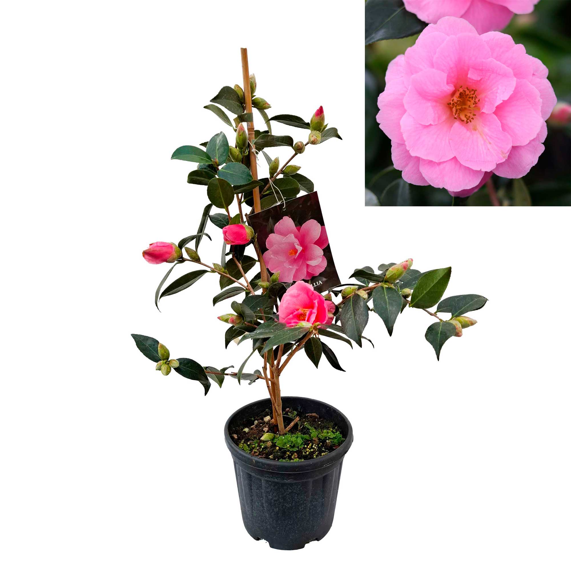 Camellia jap Donation 4.5L 70cm