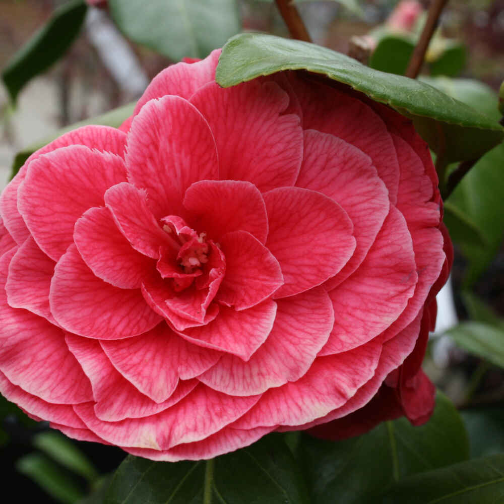 Camellia japonica 'C.M. Howey' 50-60cm C3
