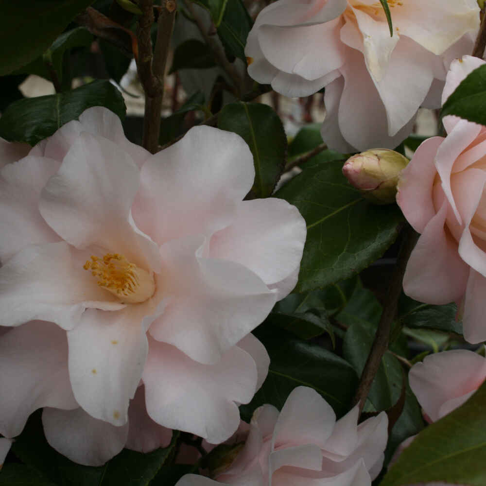 Camellia jap Hagoromo 4.5L, 70 cm