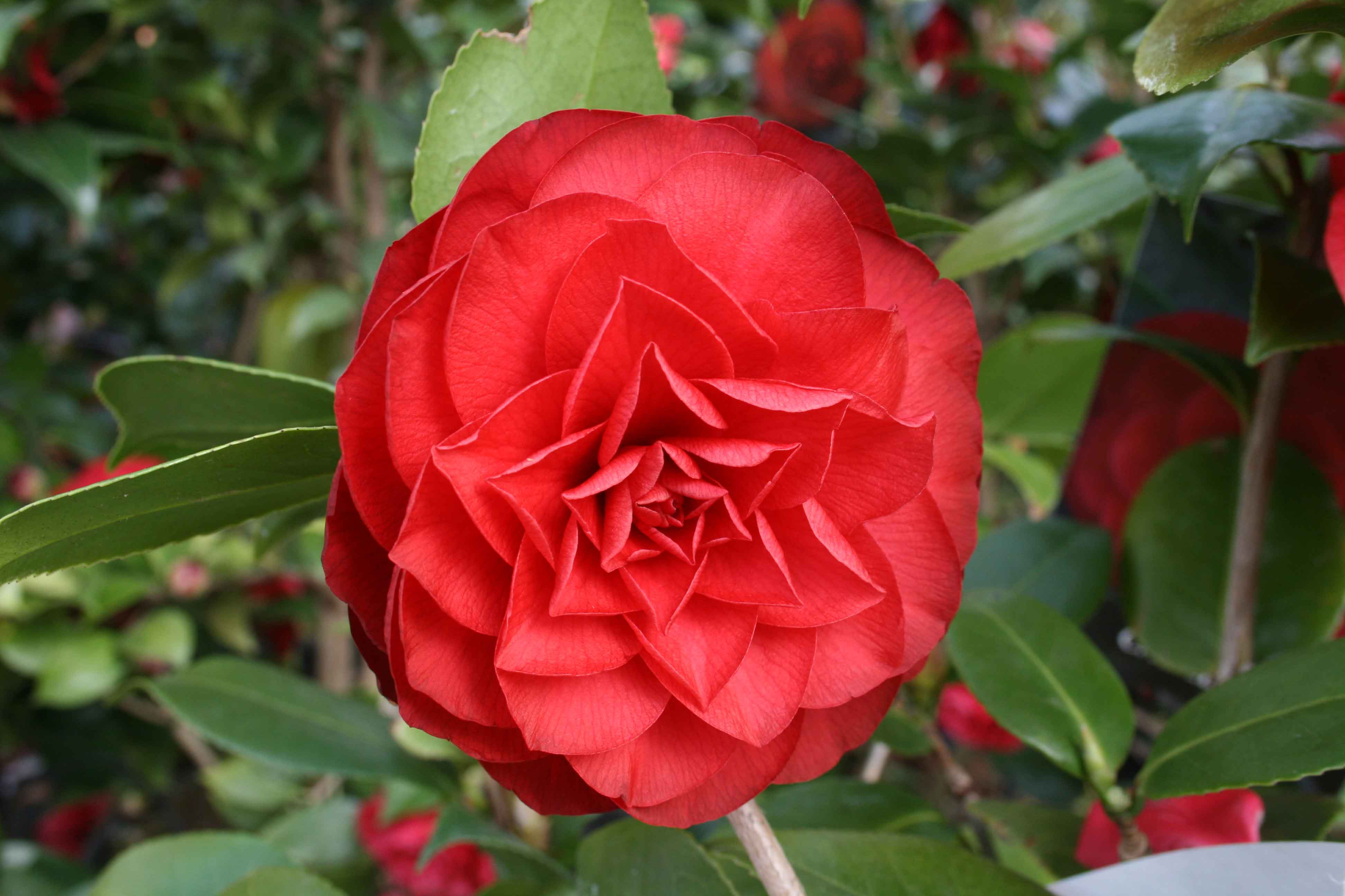 Camellia japonica 'Nuccio's Red'
