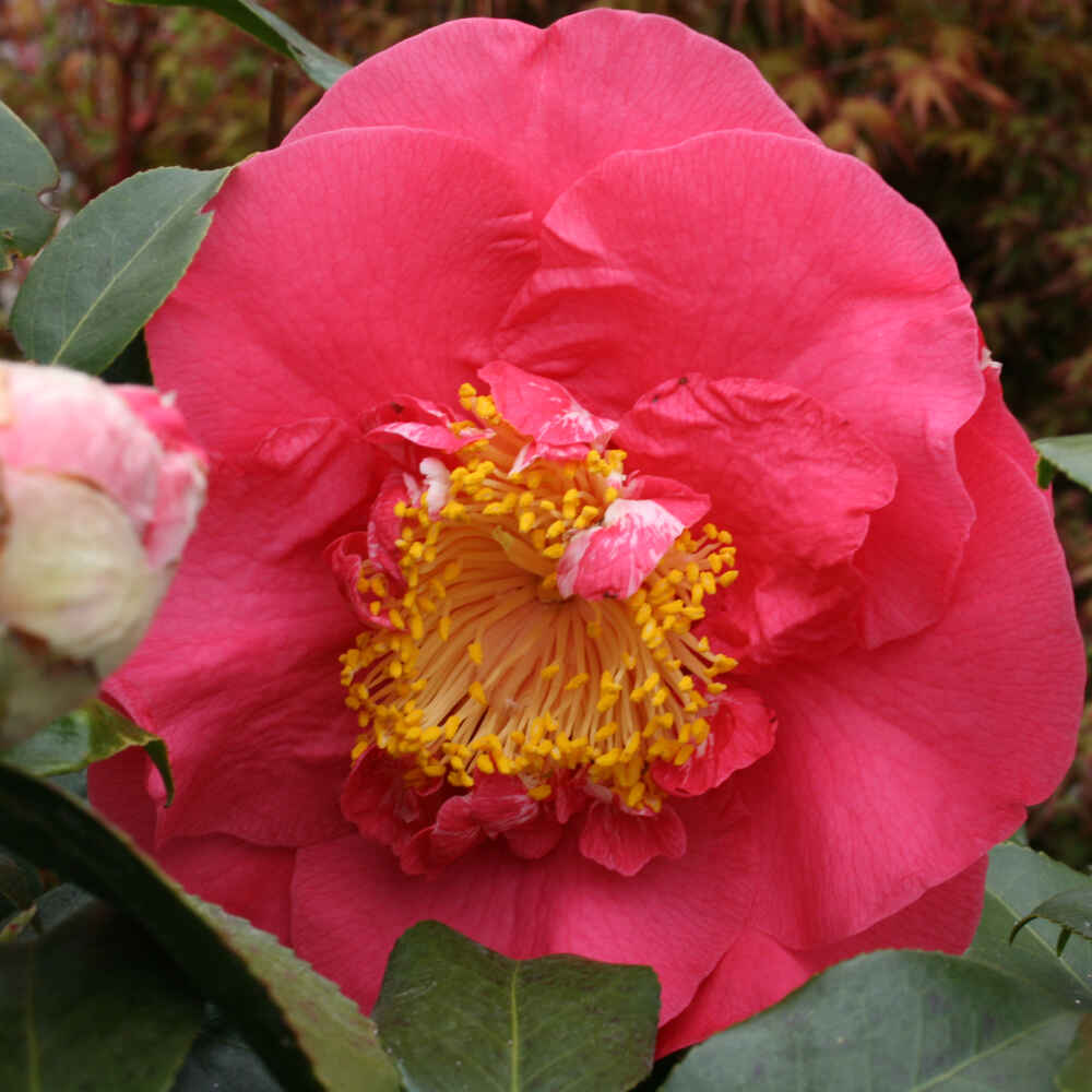 Camellia - Camellia japonica 'RL Wheeler' - 3 l kruka