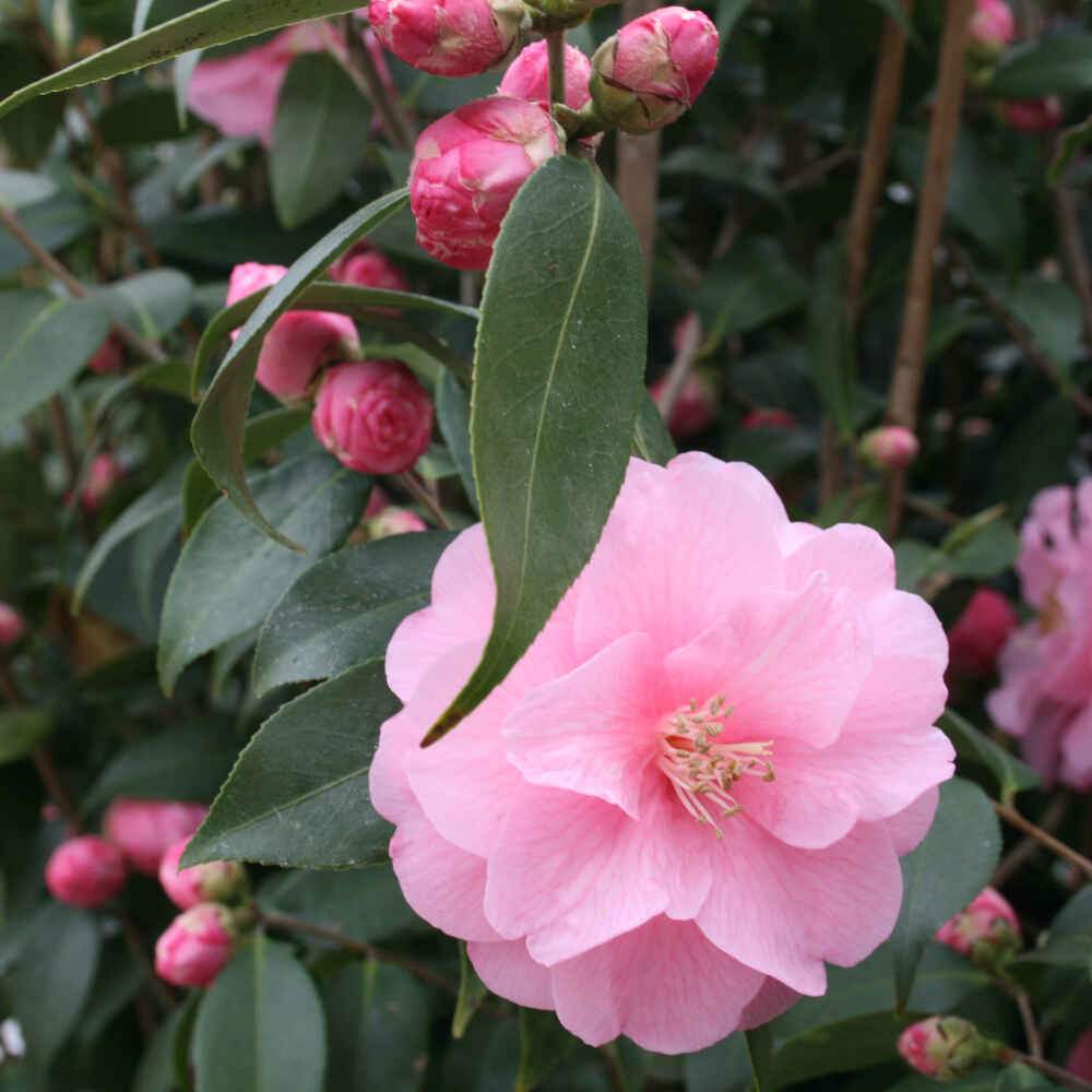 Camellia japonica Spring festival C4,5