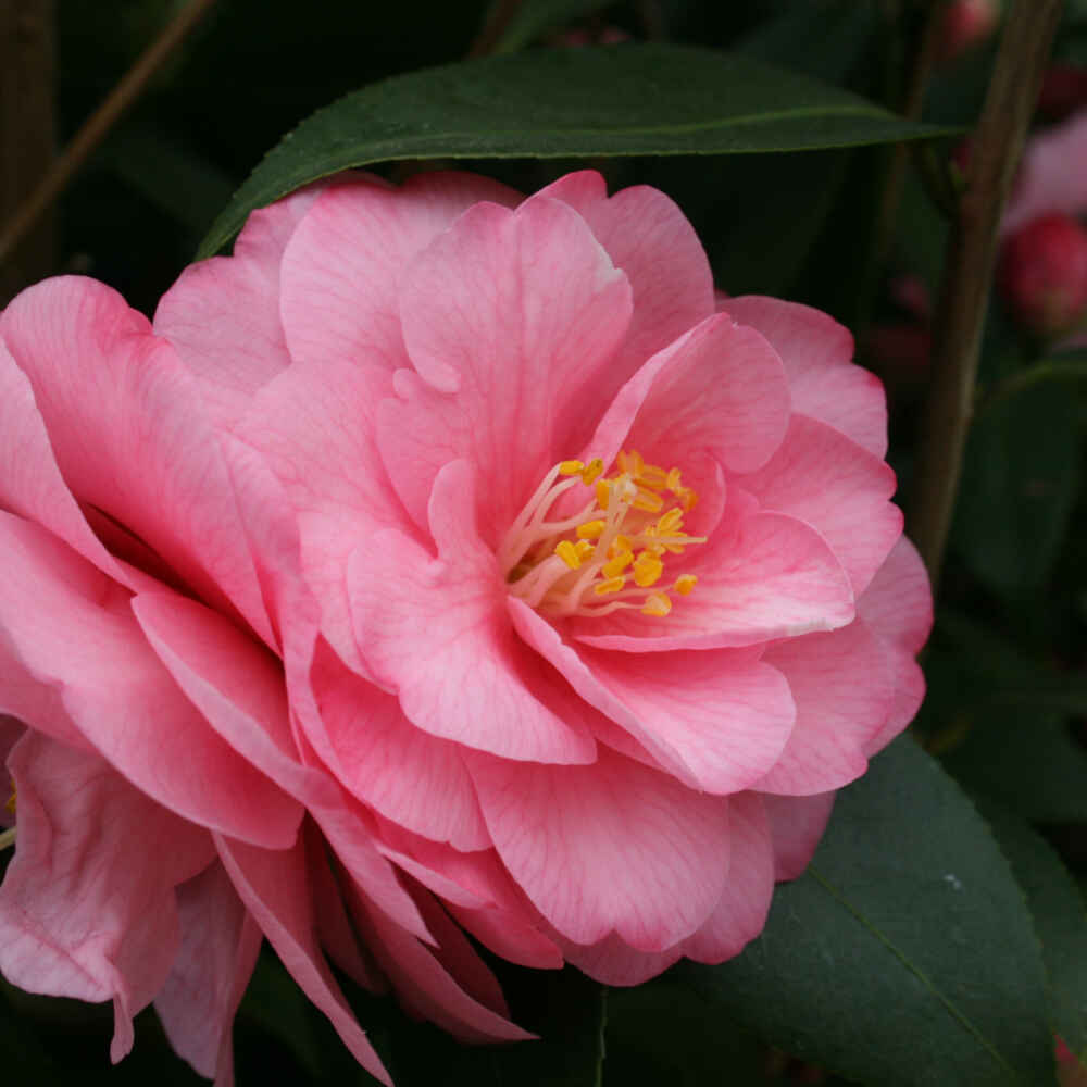 Camellia - Camellia cuspidata 'Spring Festival' 3 l kruka