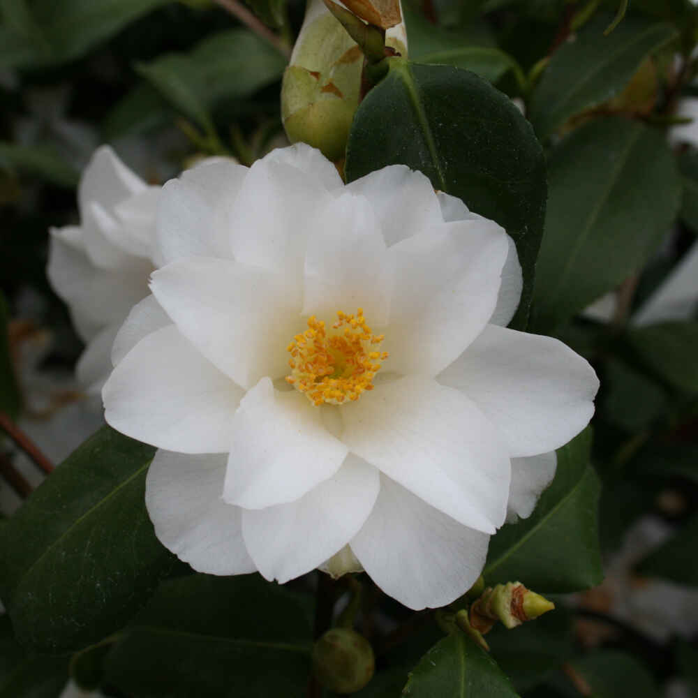 Camellia - Camellia japonica 'Triphosa' - 6 l kruka