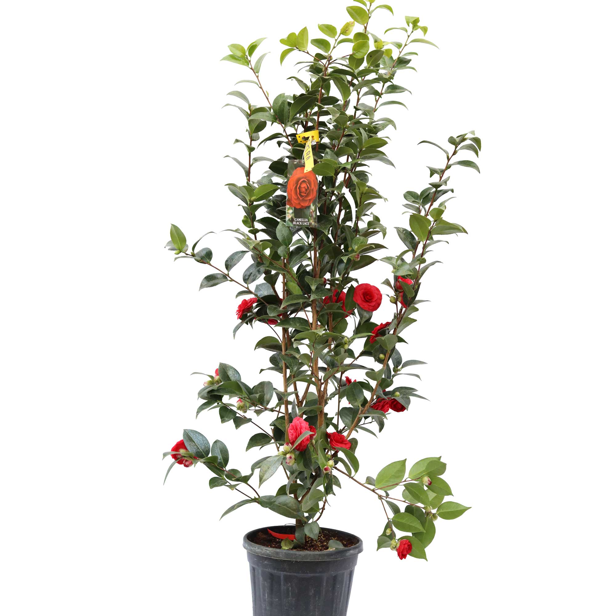 Camellia japonica Svart Spets 10L