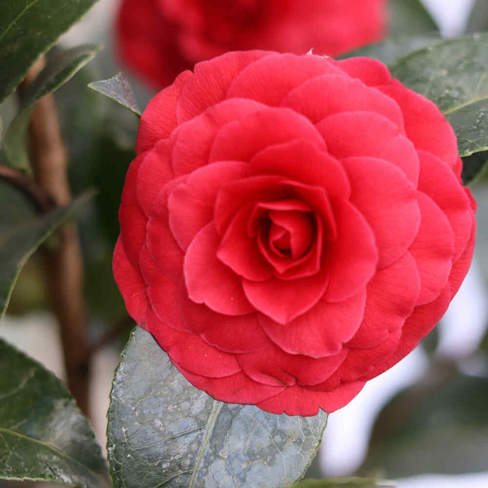 Camellia japonica Svart Spets 10L