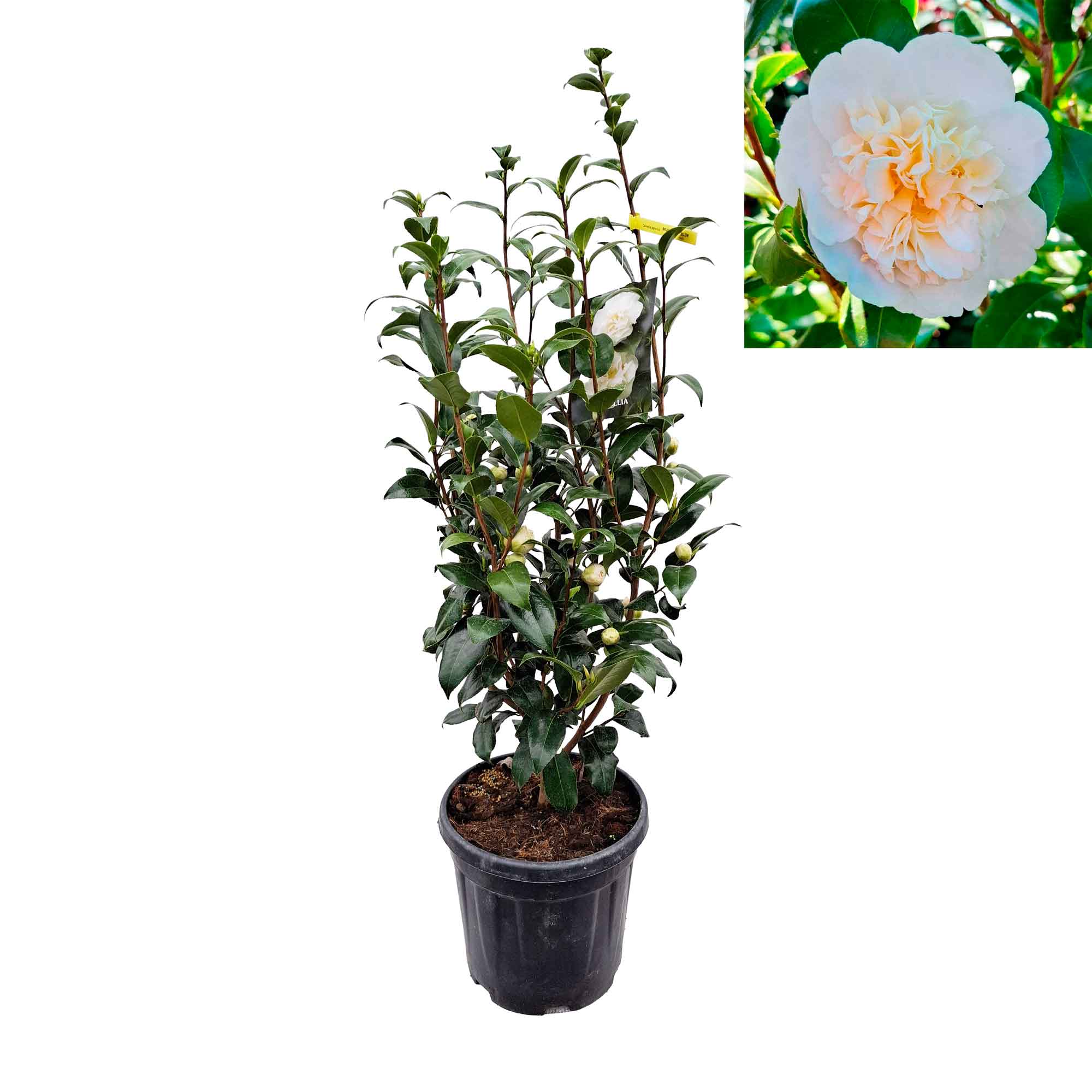 Camellia japonica 'Brushfield's Yellow' 80-100 C10