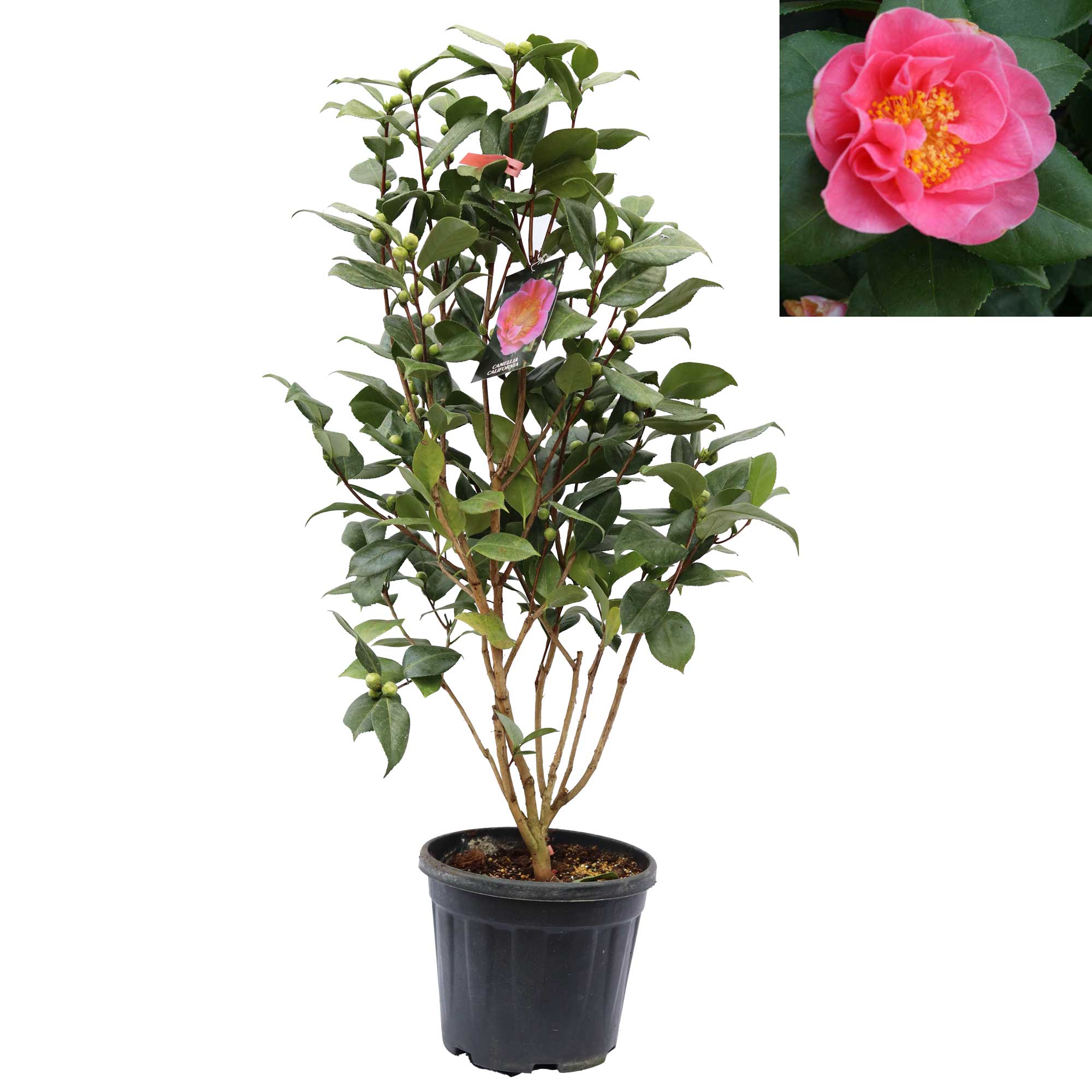 Camellia japonica 'California' C10