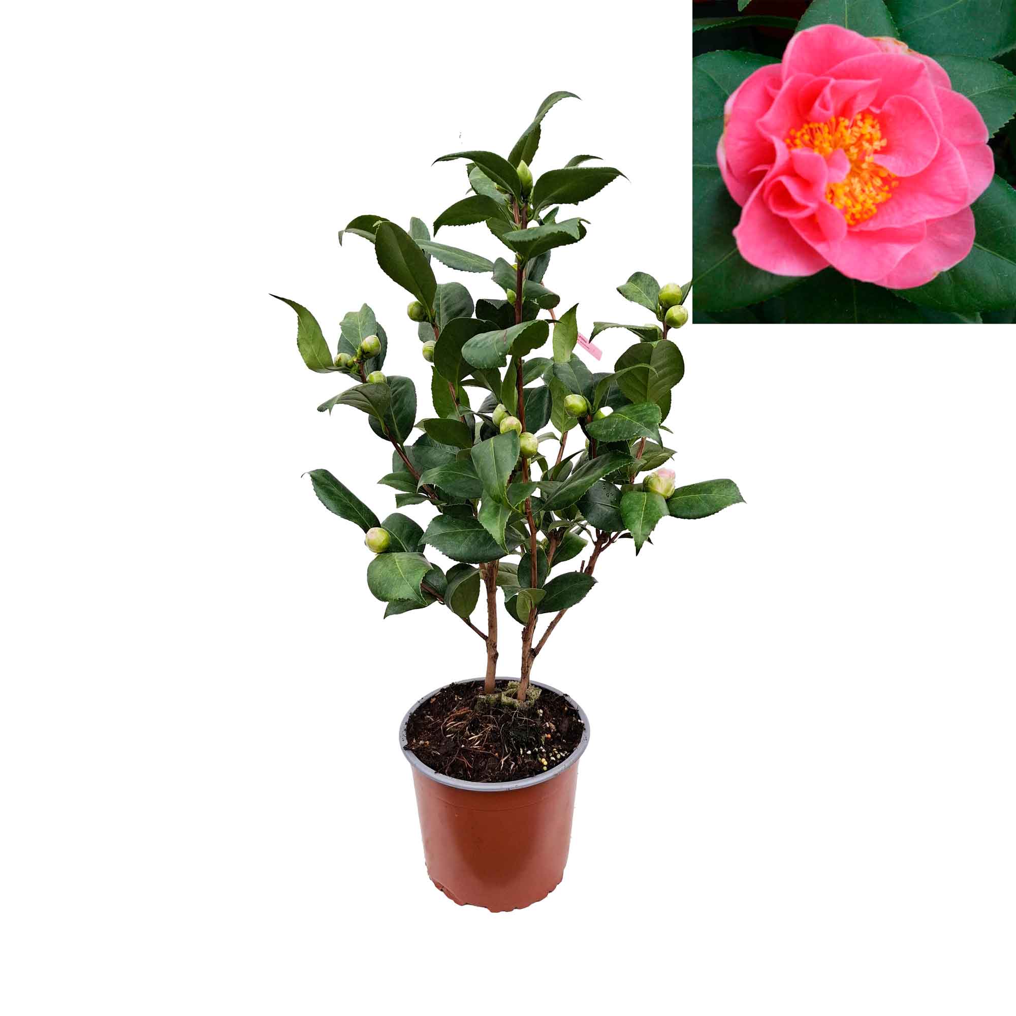 Camellia japonica 'California' 50-60cm C3