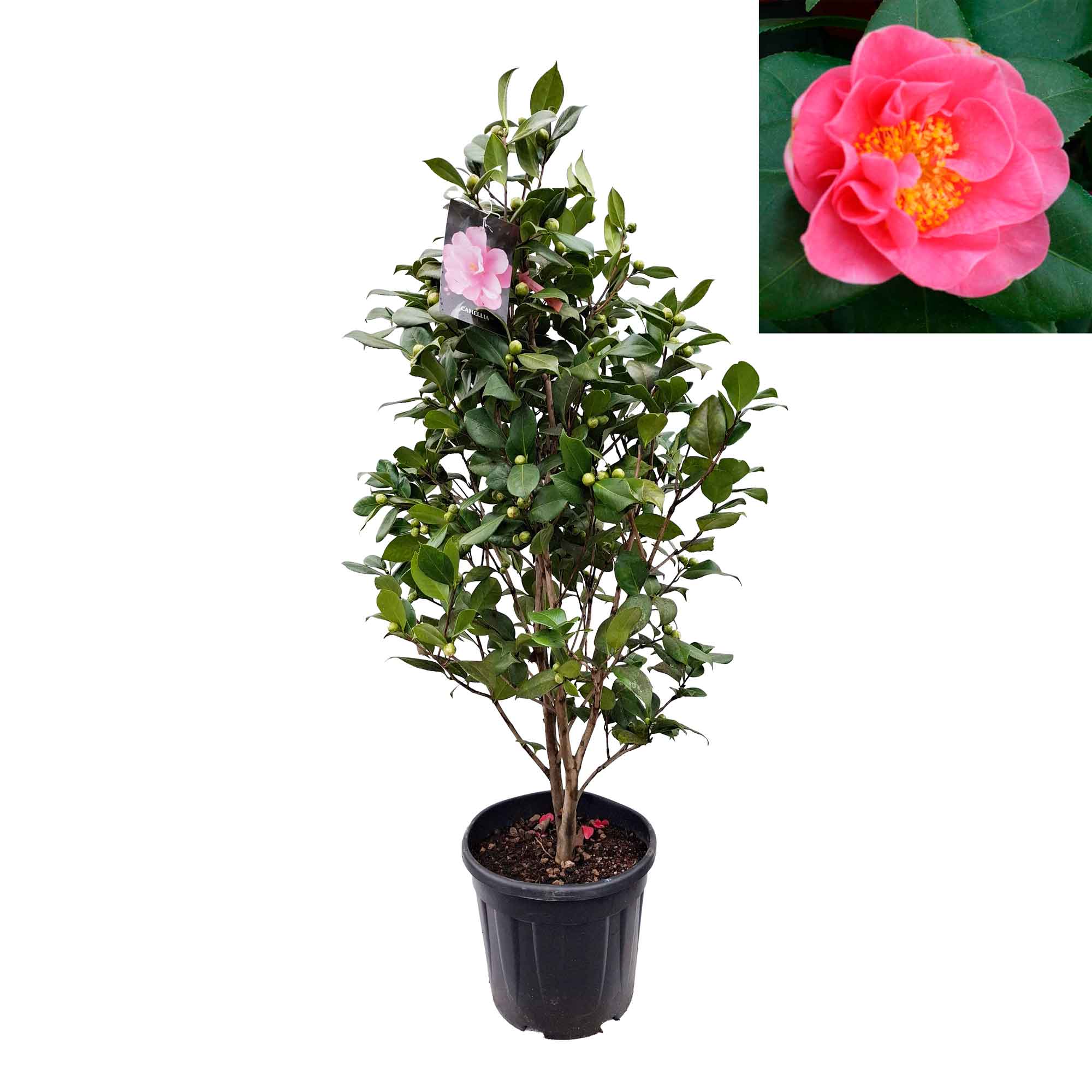 Camellia japonica 'California' 100-125 C20