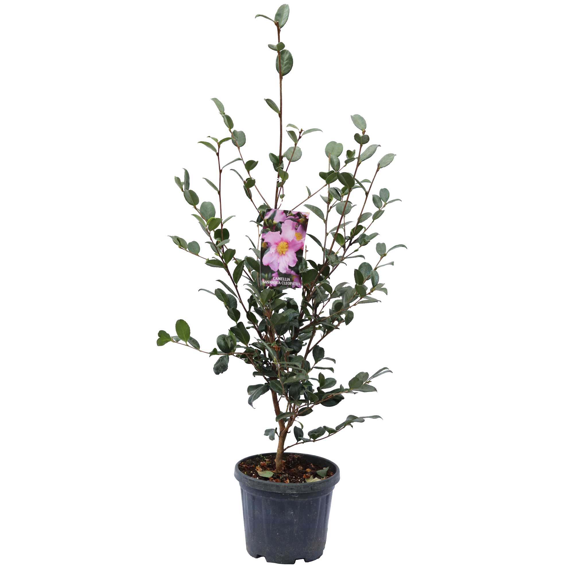 Camellia sasanqua 'Cleopatra'