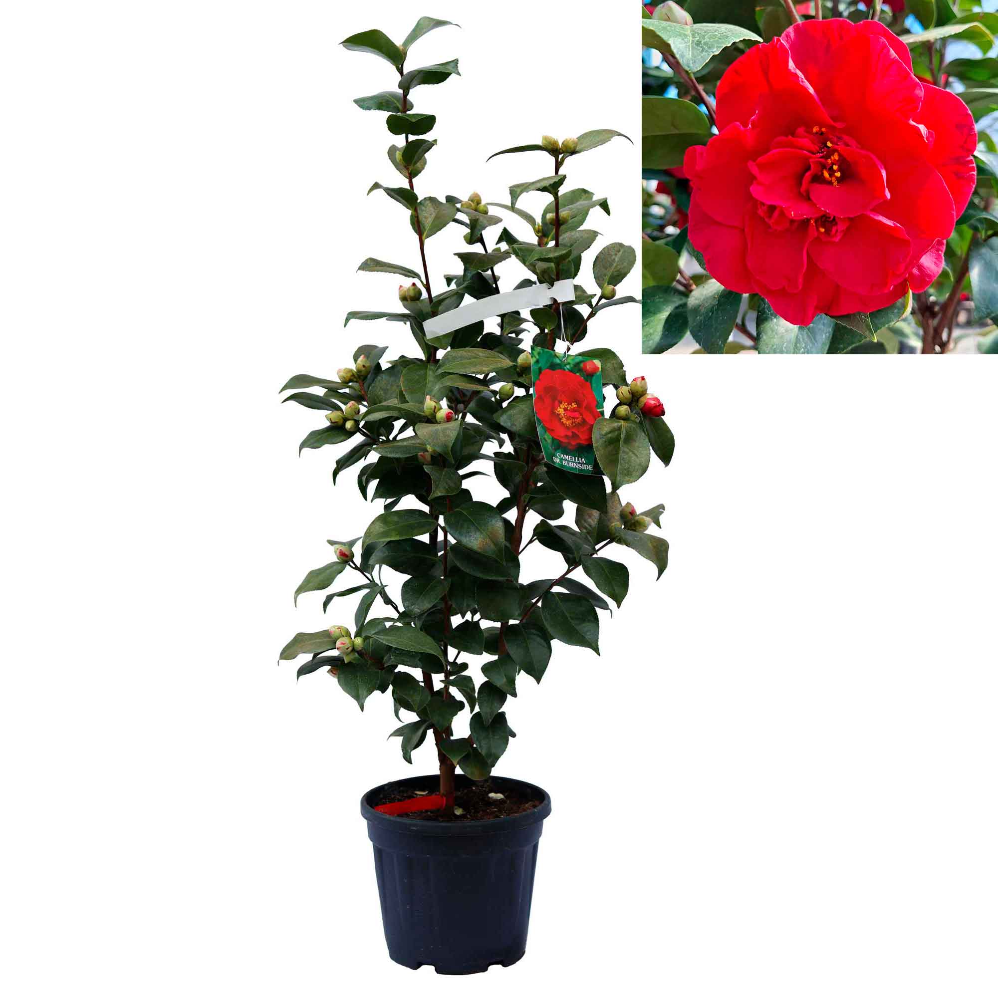 Camellia yup Dr. Burnside 6L 80cm