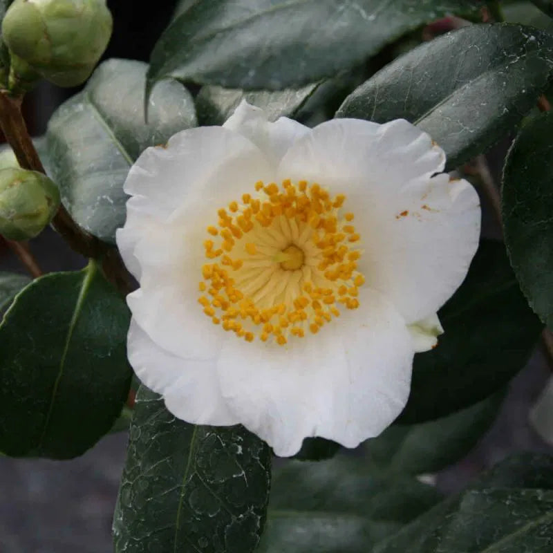 Camellia japonica h. 70 vase 6 lt Yukimiguruma