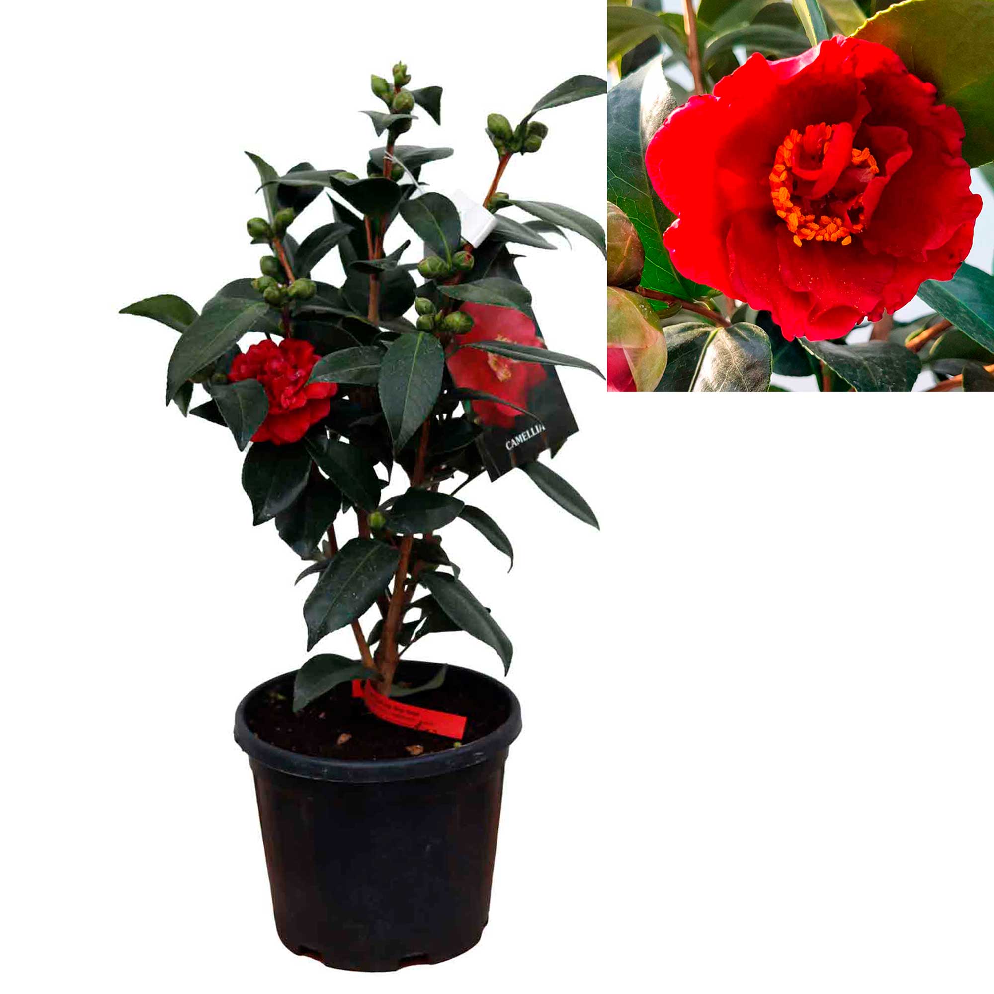 Camellia japonica Bob Hope 4.5L