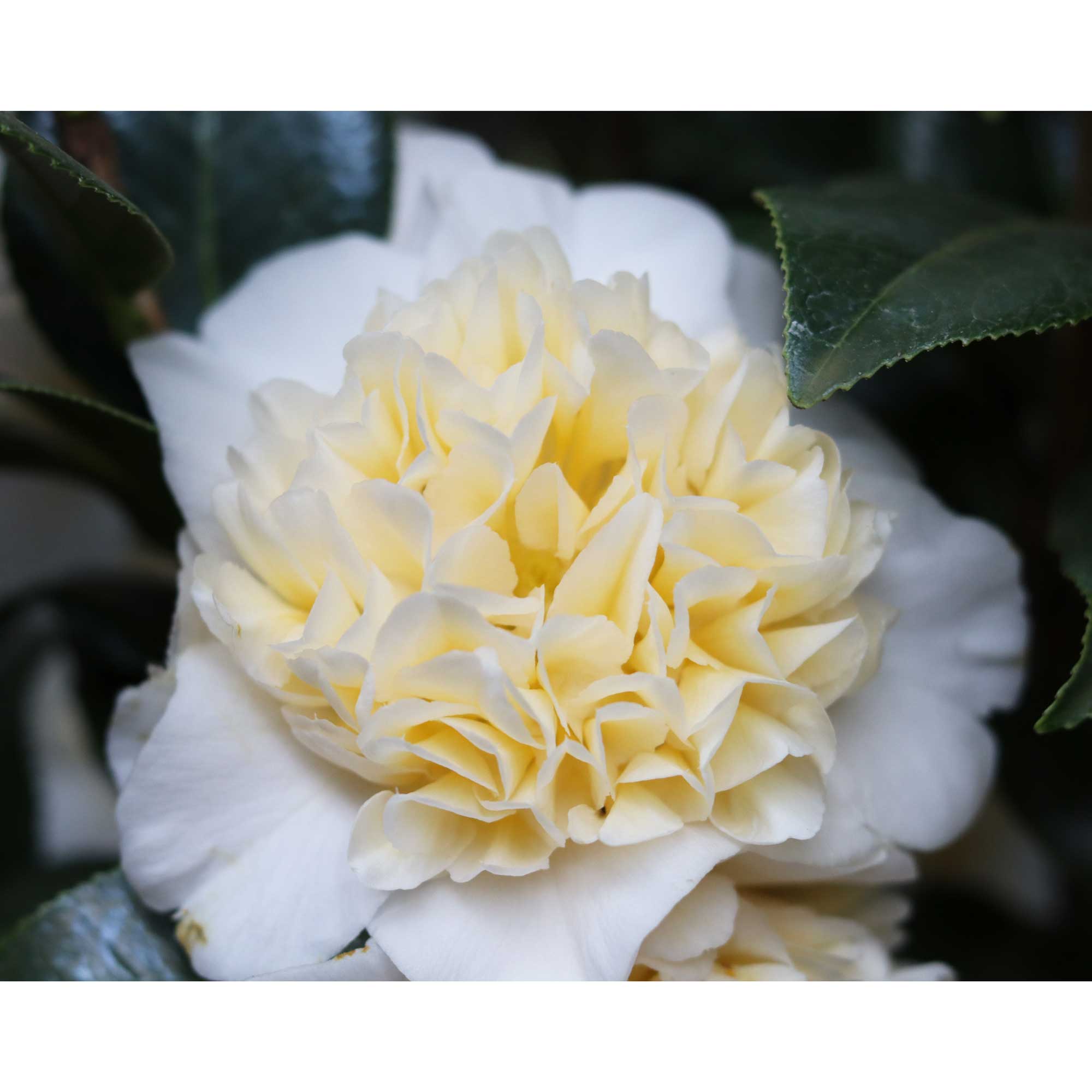 Camellia jap Brushfield's Yellow 6L 80cm