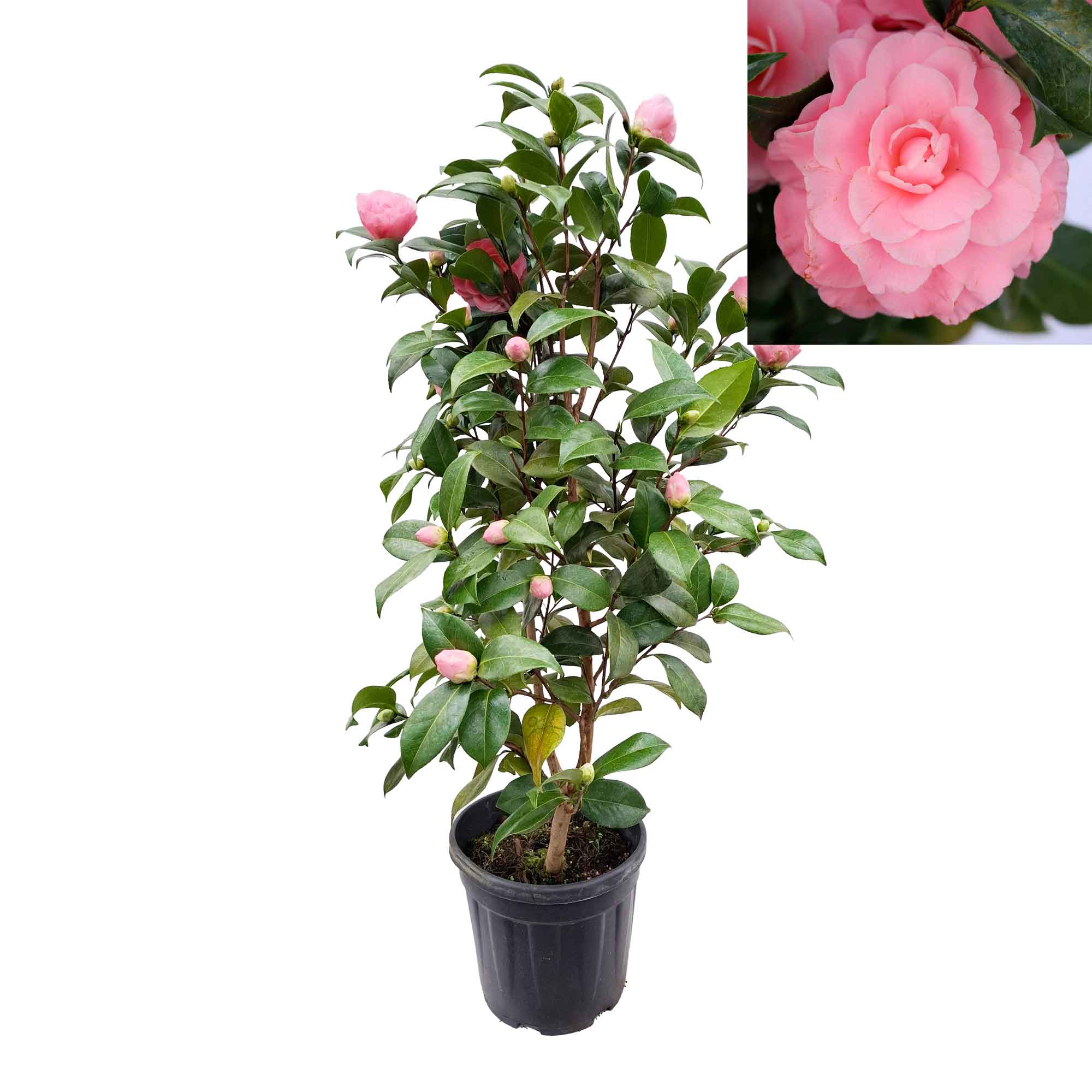 Camellia japonica 'Nuccios Cameo' 10 l