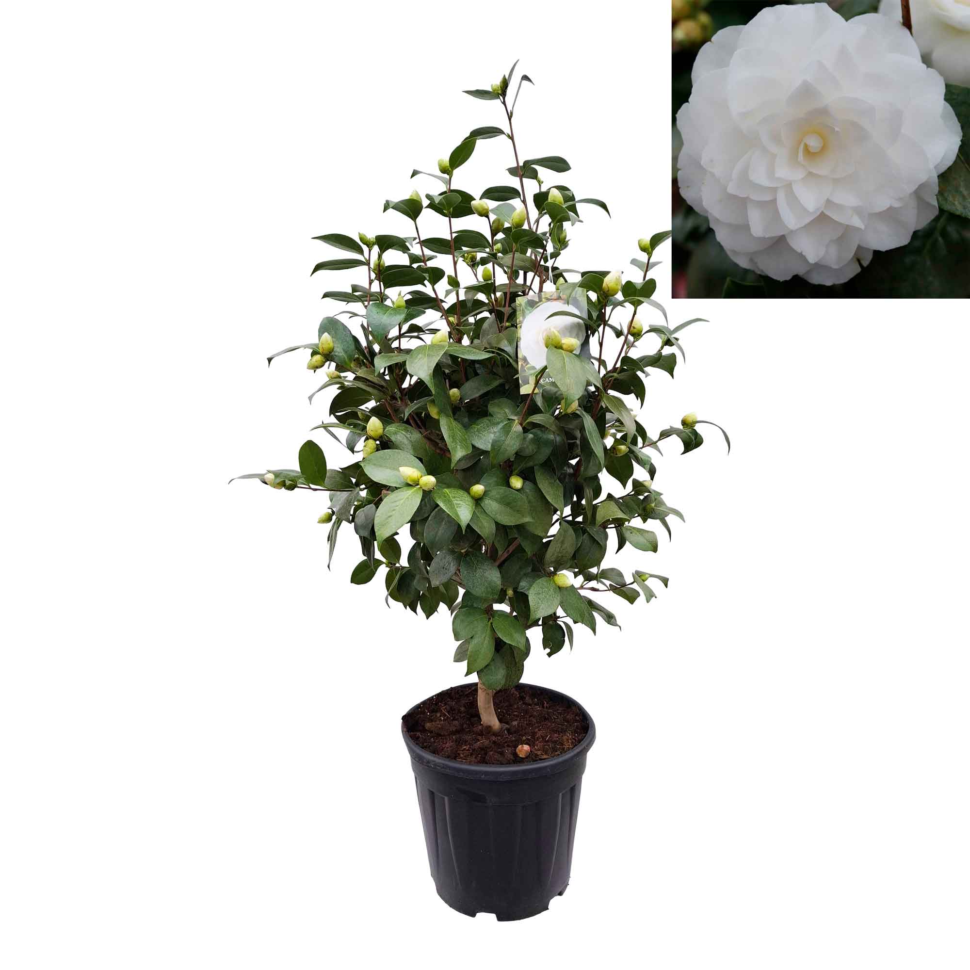 Camellia japonica 'Nuccio's Gem' 100-125 C20