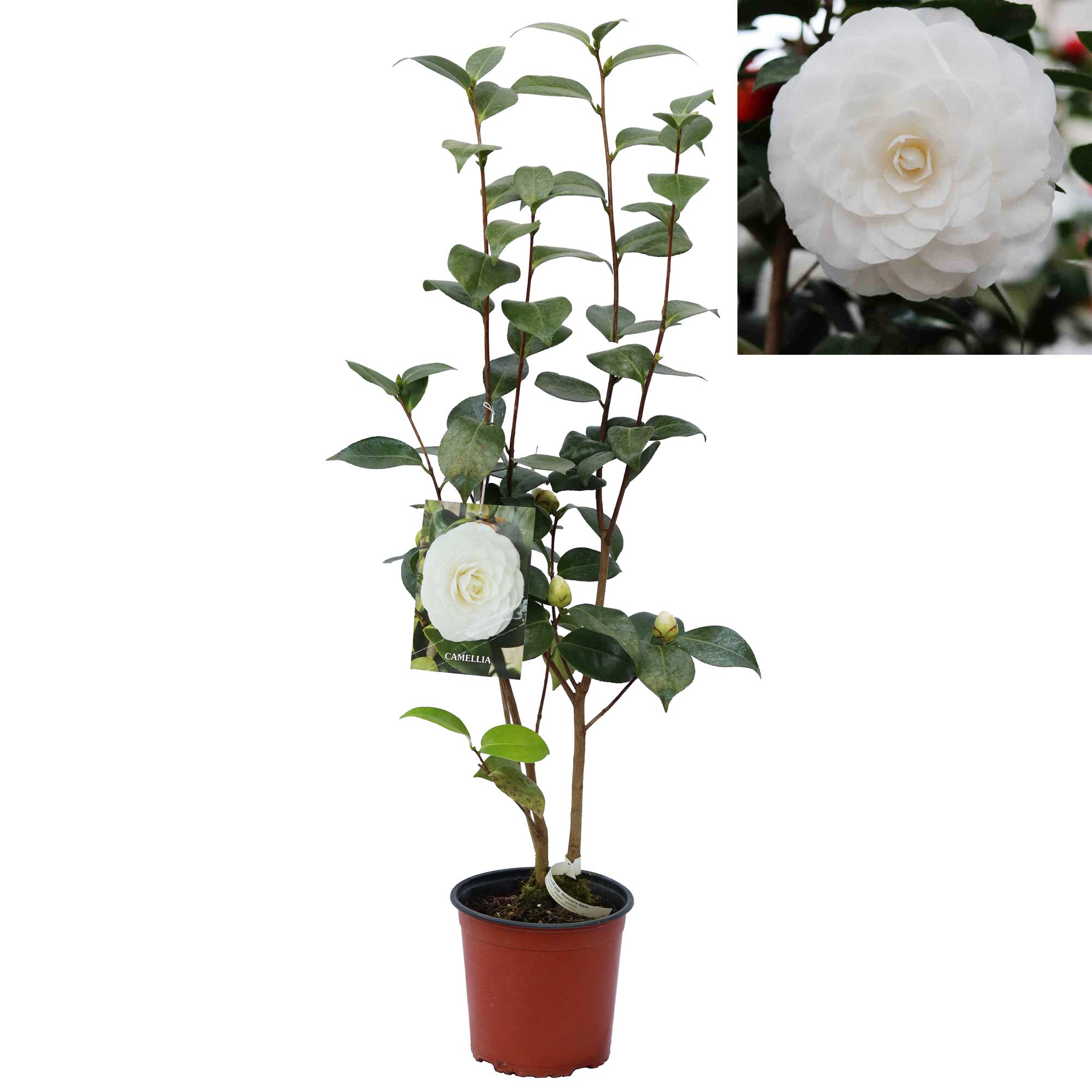 Camellia jap Nuccio's Gem 3L 60cm