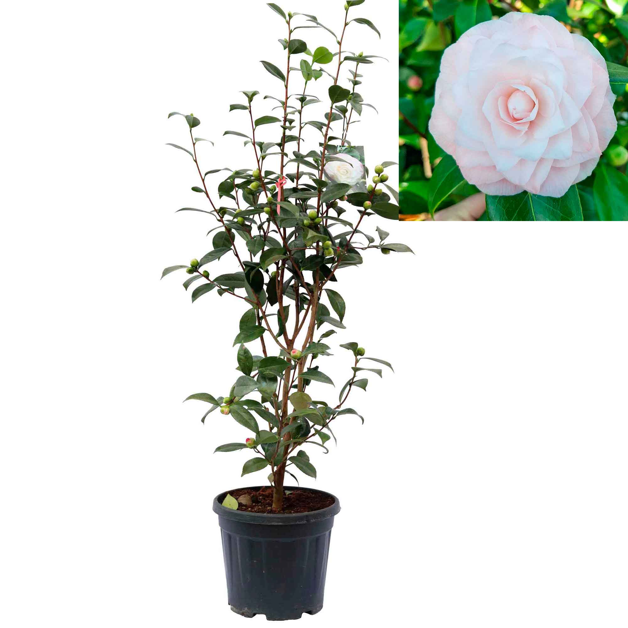 Camellia jap Nuccio's Pearl 10 L 100 cm