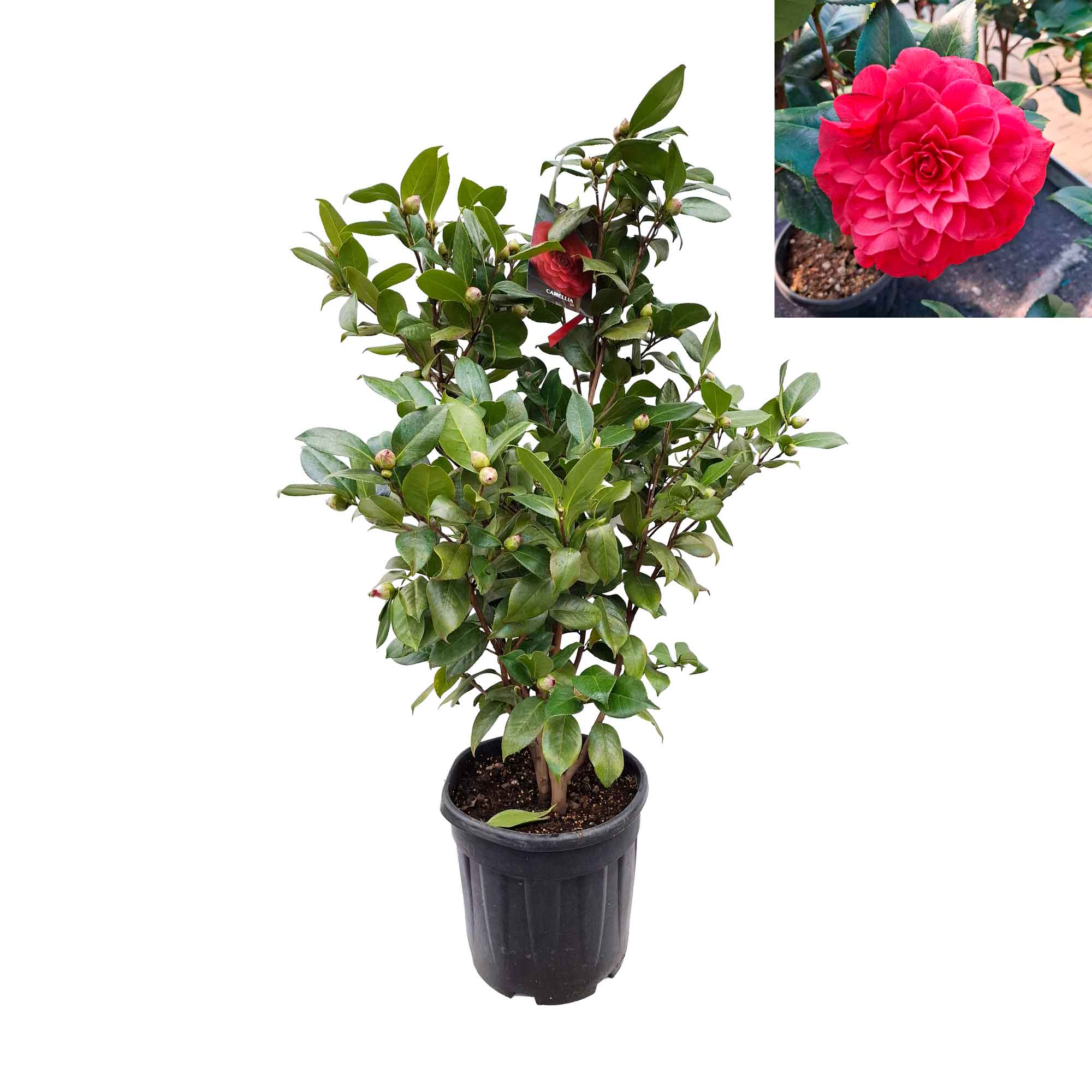 Camellia japonica 'Nuccio's Red' 100-125 C20