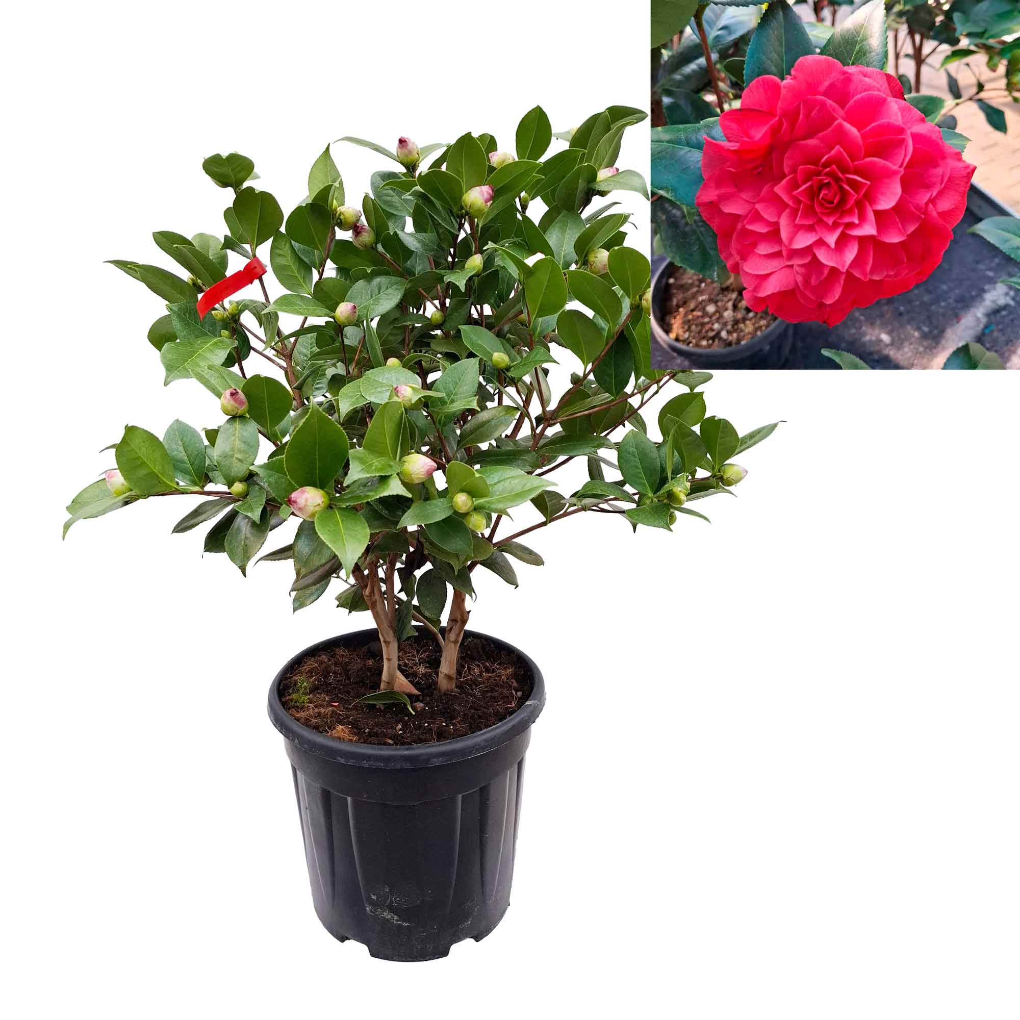 Camellia japonica 'Nuccio's Red' 80-100 C10