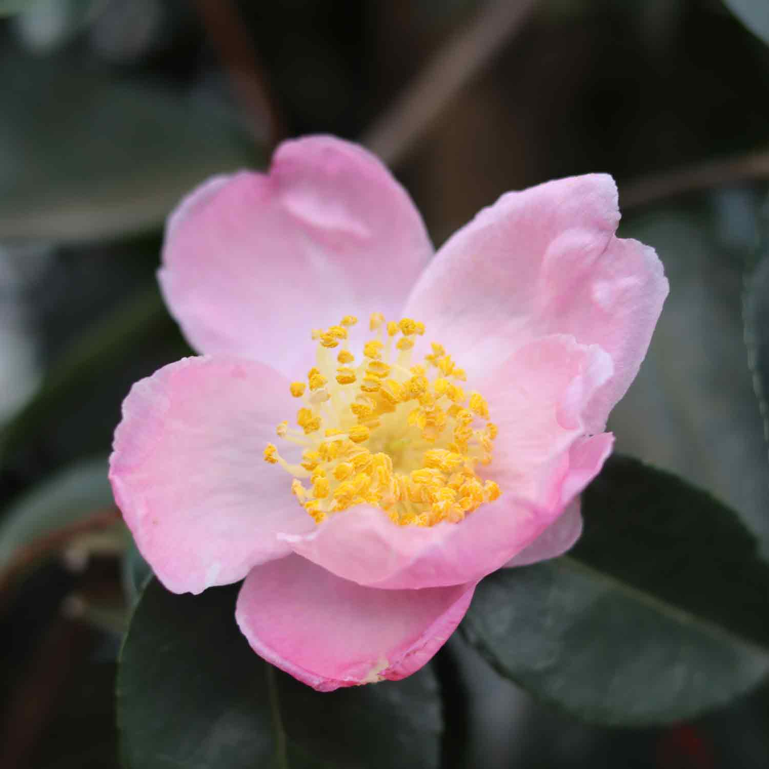 Camellia Plantation rosa 70L