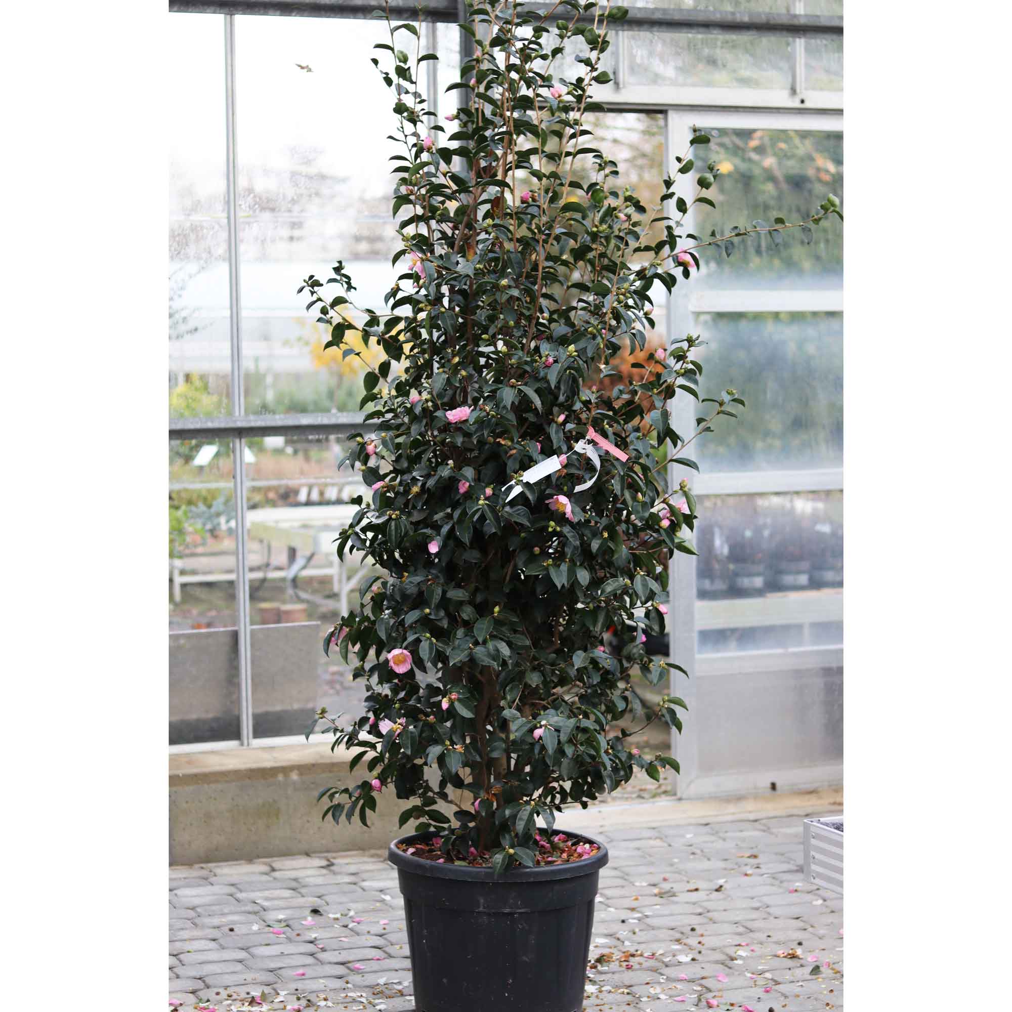 Camellia Plantation rosa 70L