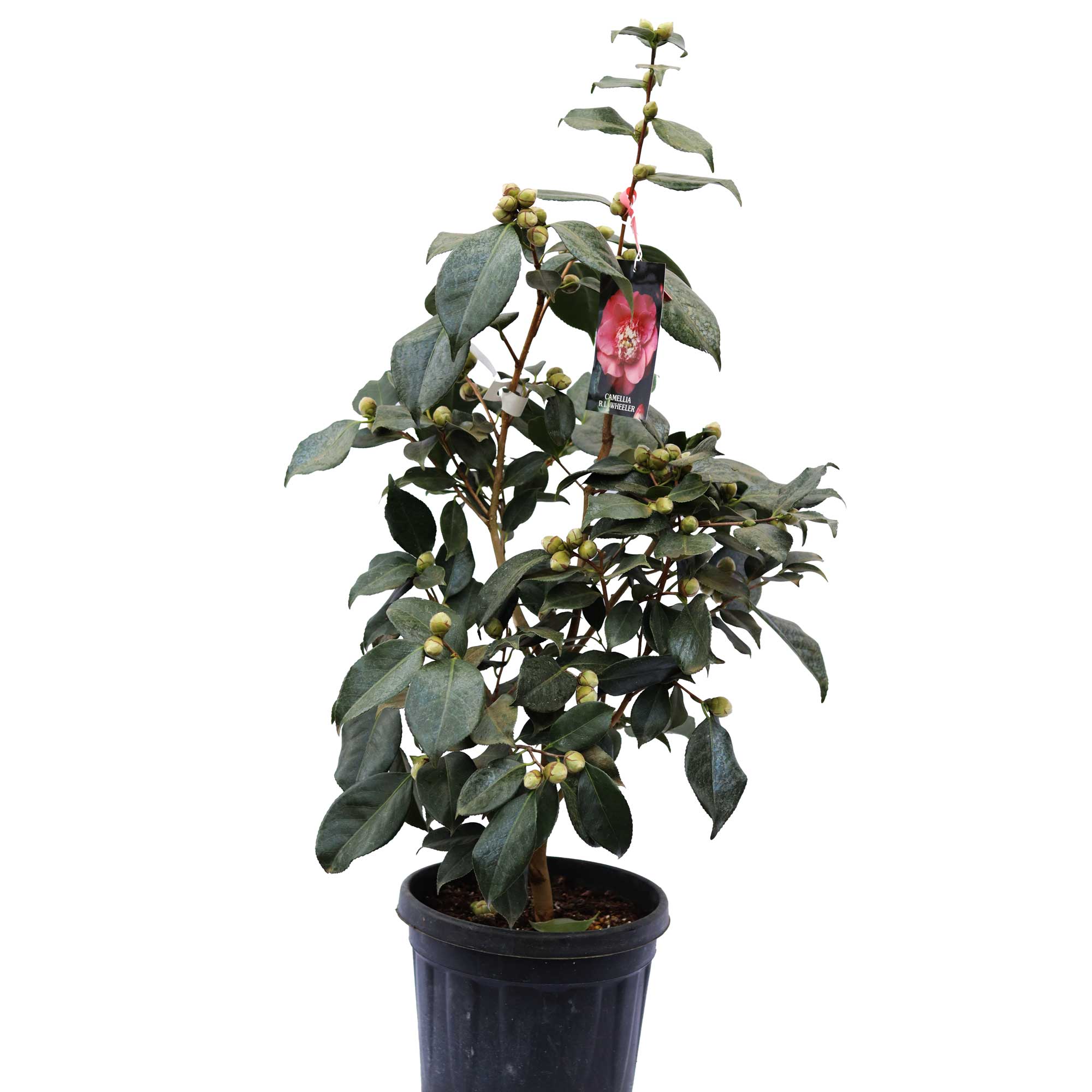 Camellia jap RL Wheeler 10L 100cm