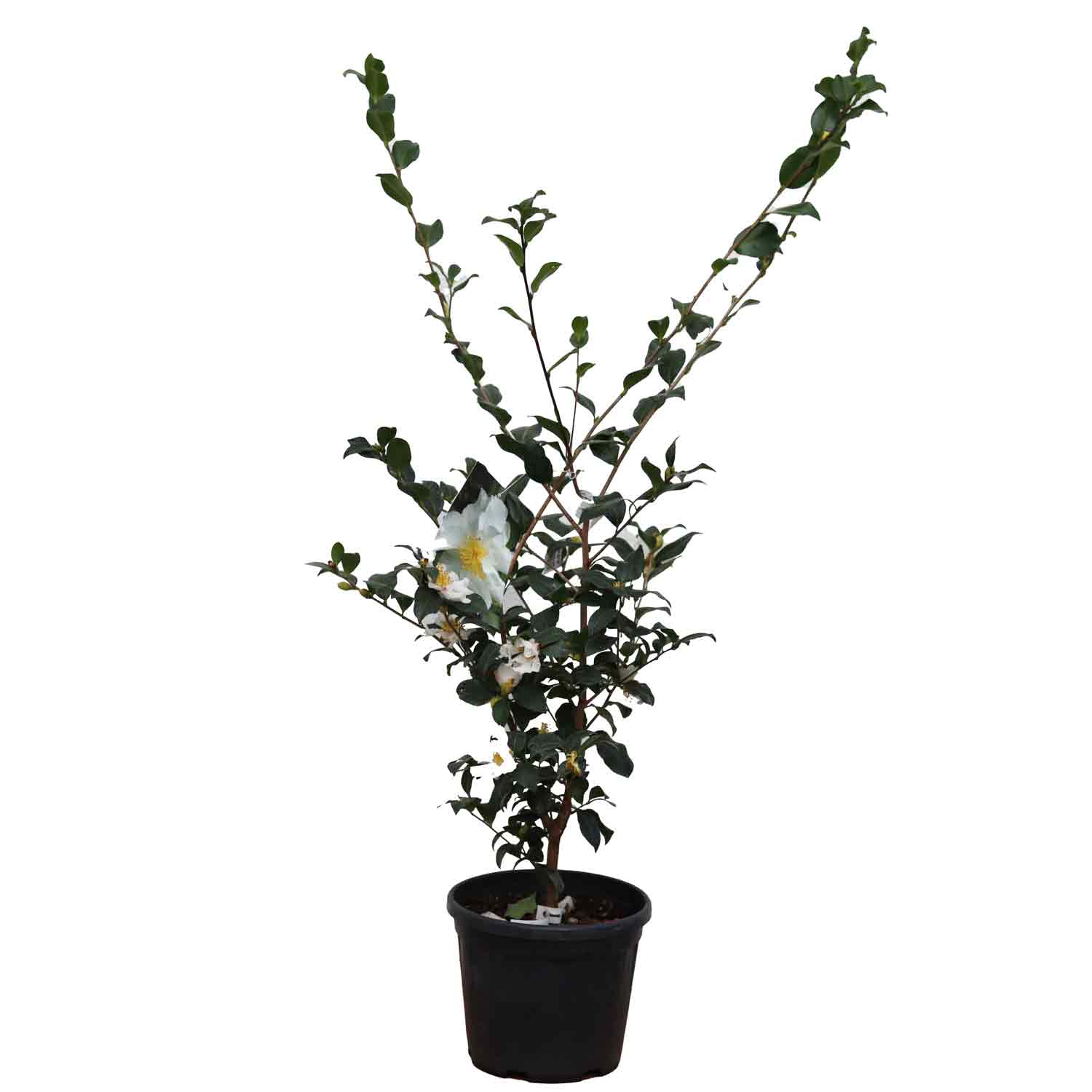 Camellia sasanqua Cleopatra vit 4,5L