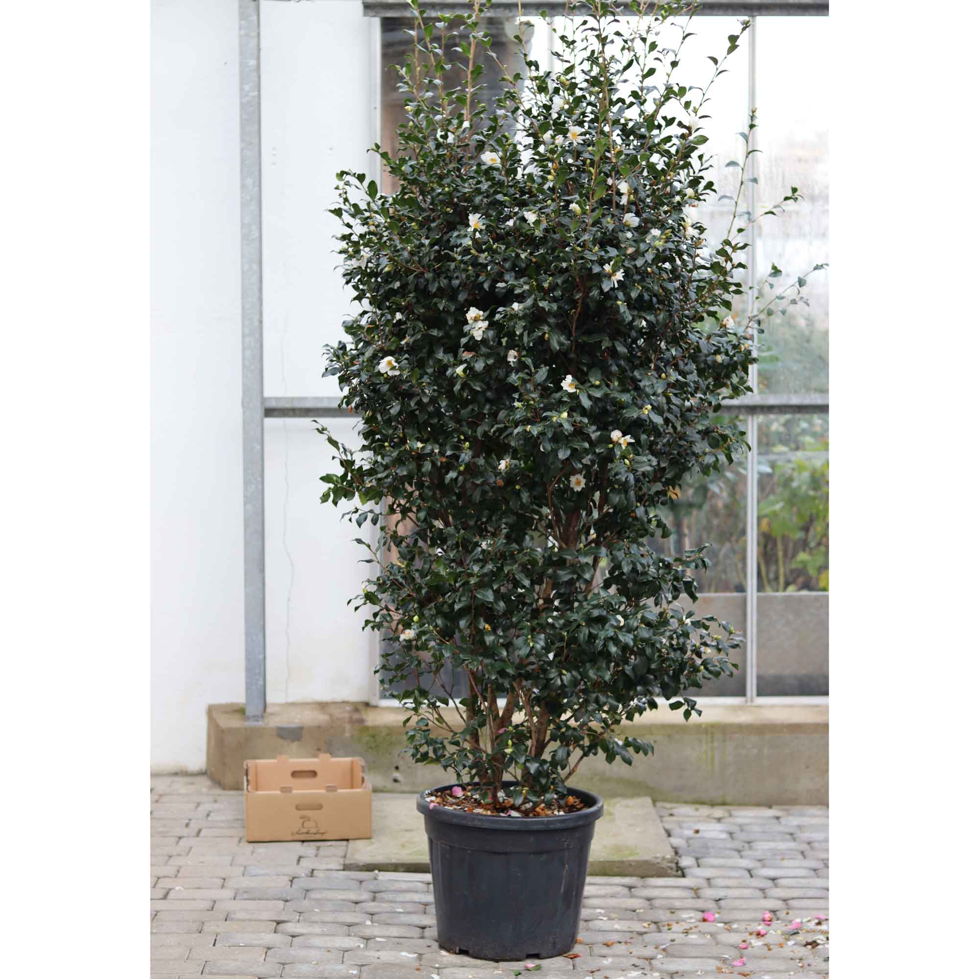 Camellia sasanqua Cleopatra Vit 70L