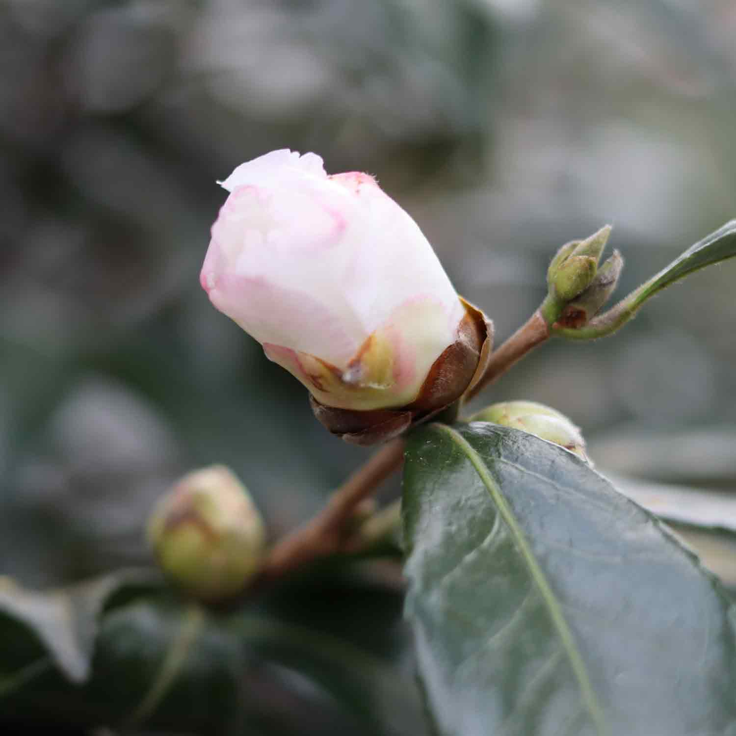 Camellia sasanqua Hinode Gumo 70L