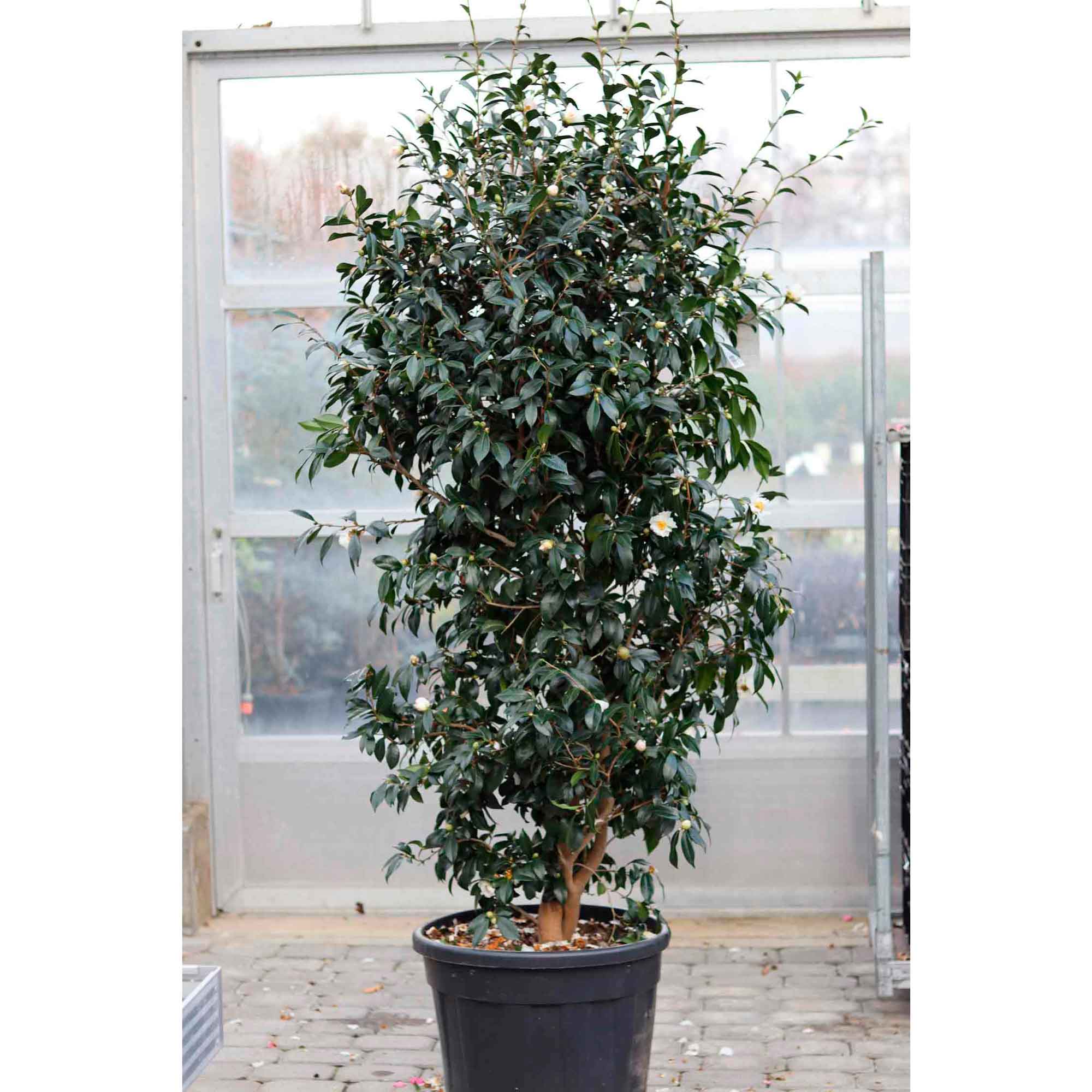 Camellia sasanqua Hinode Gumo 70L